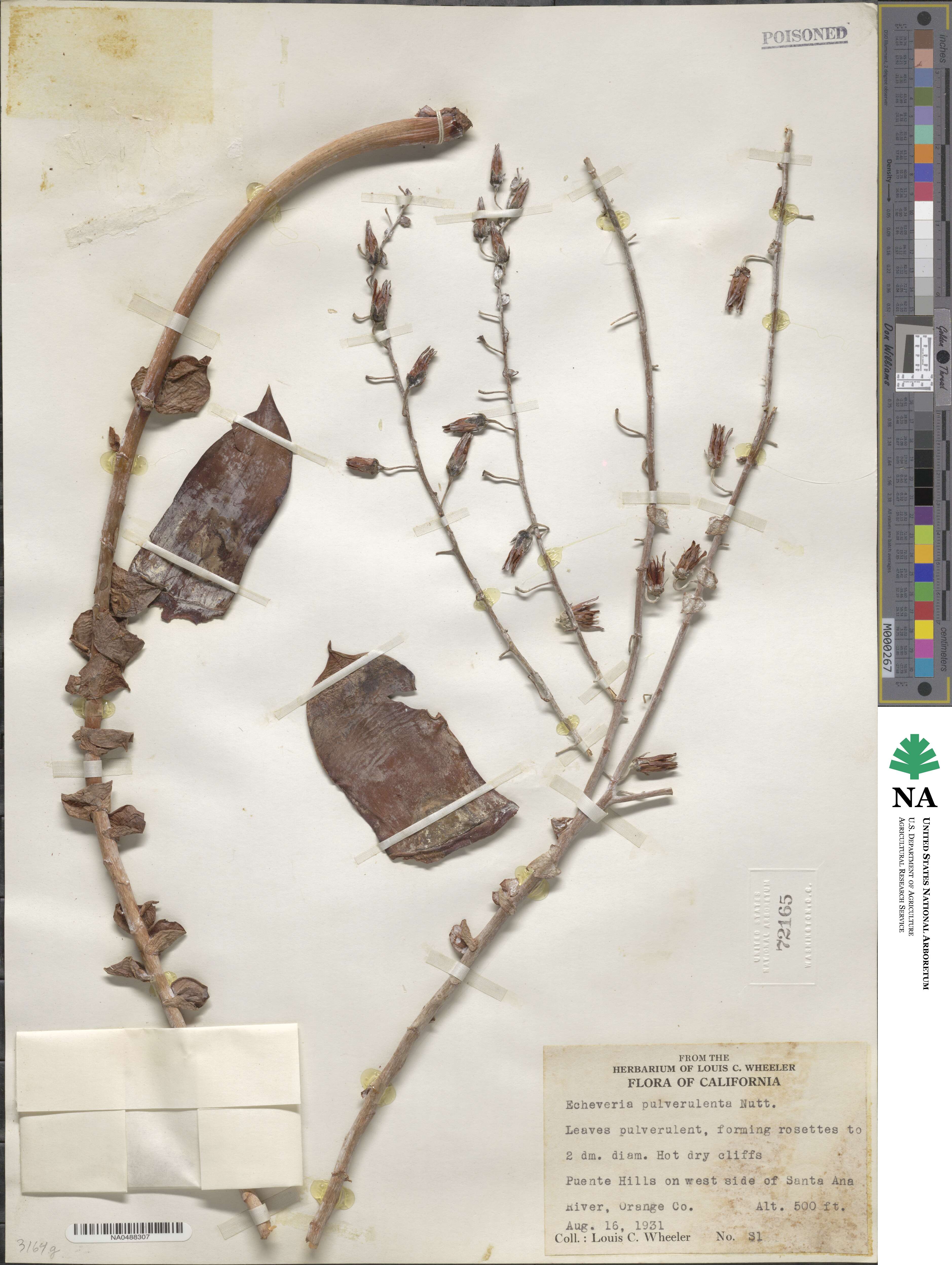 Dudleya pulverulenta image