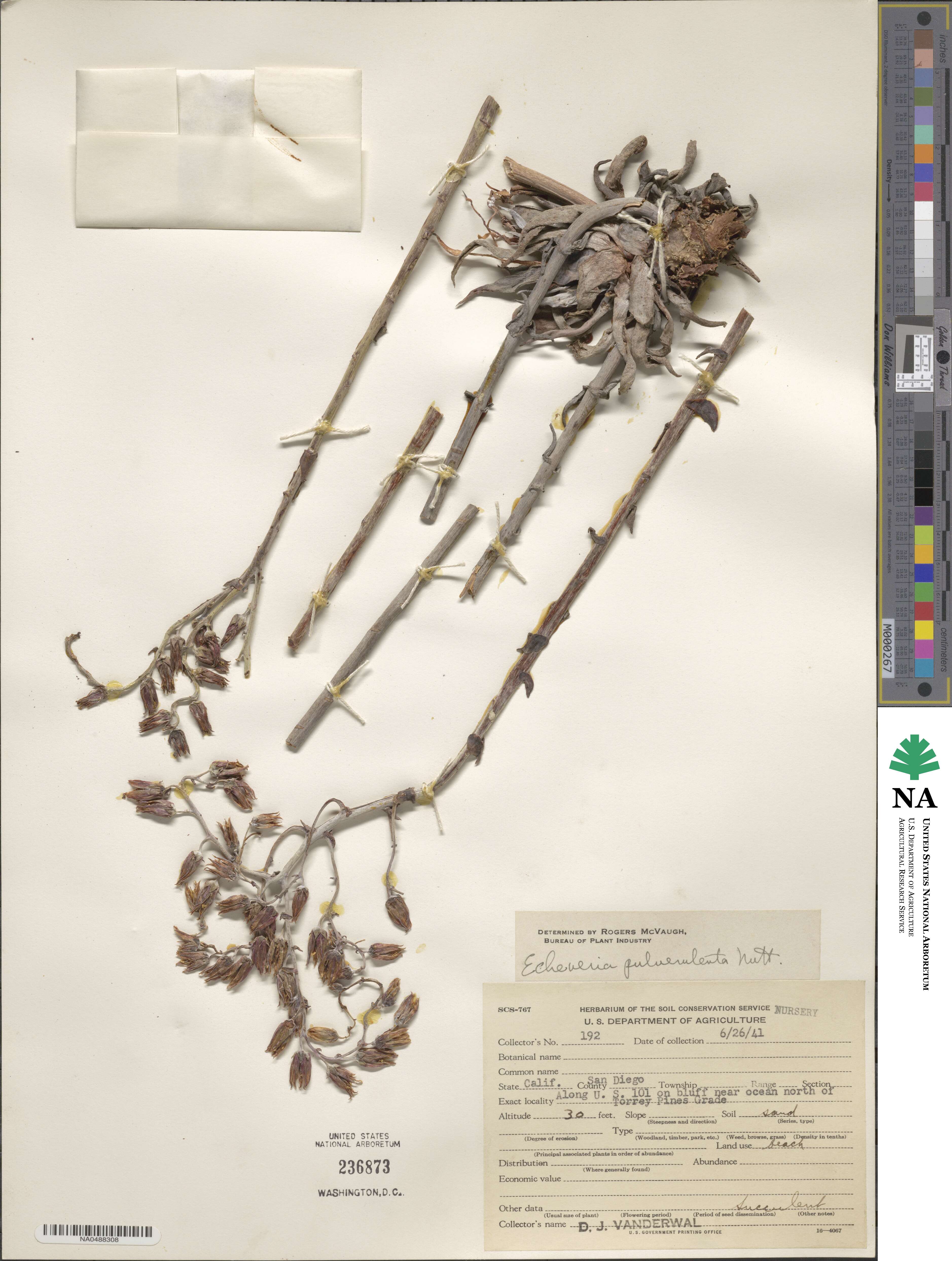 Dudleya pulverulenta image