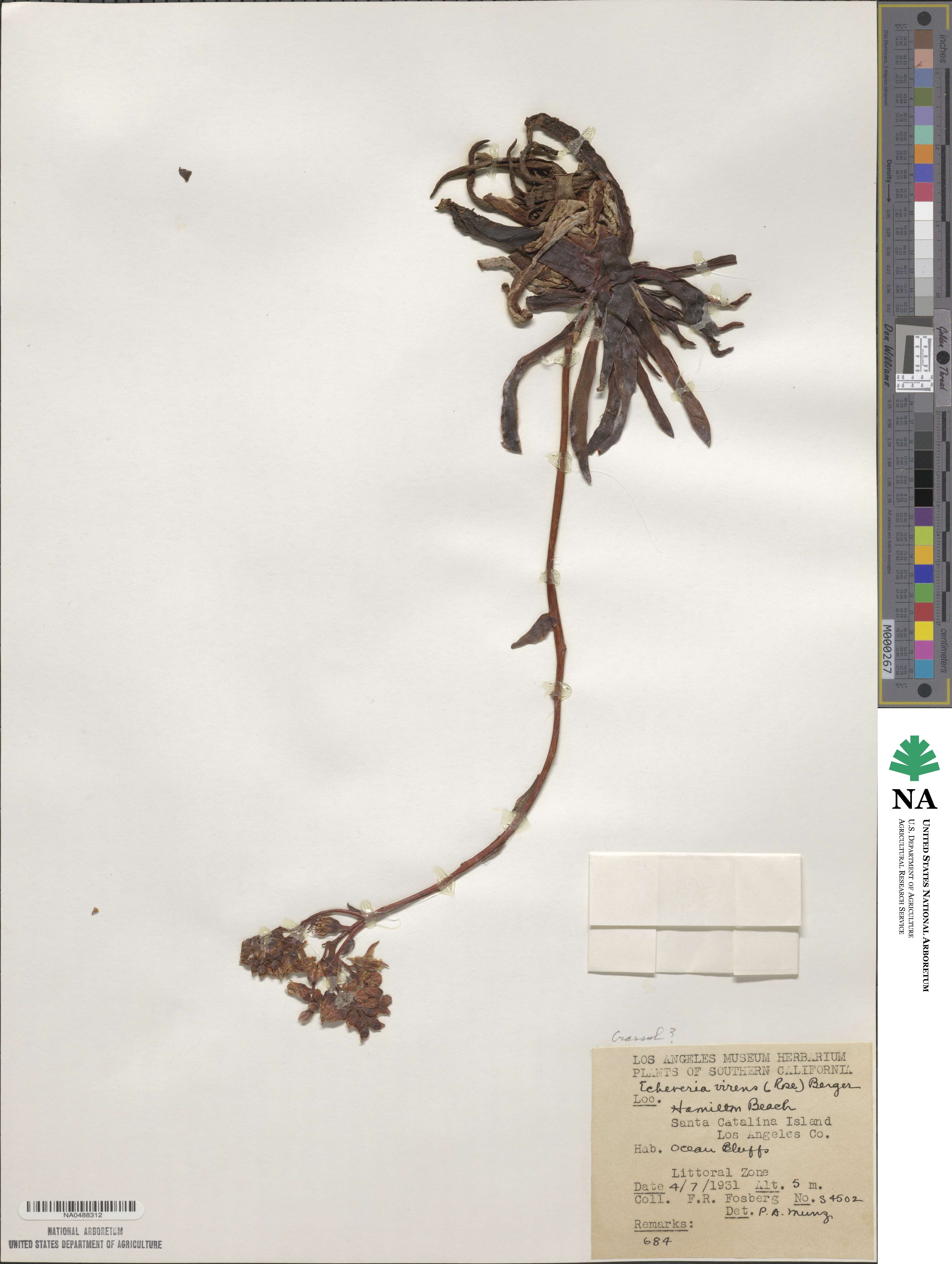 Dudleya virens subsp. virens image