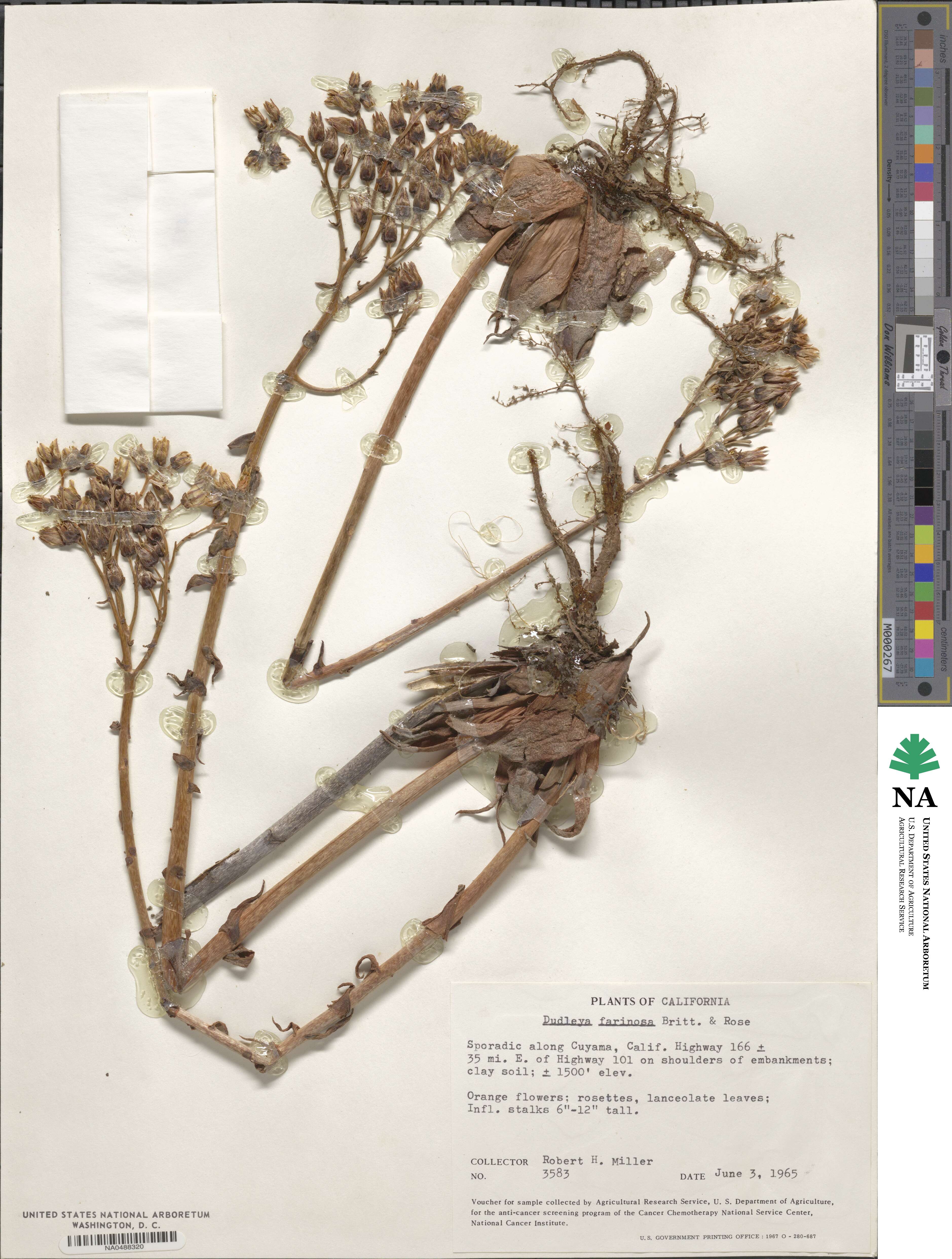 Dudleya farinosa image