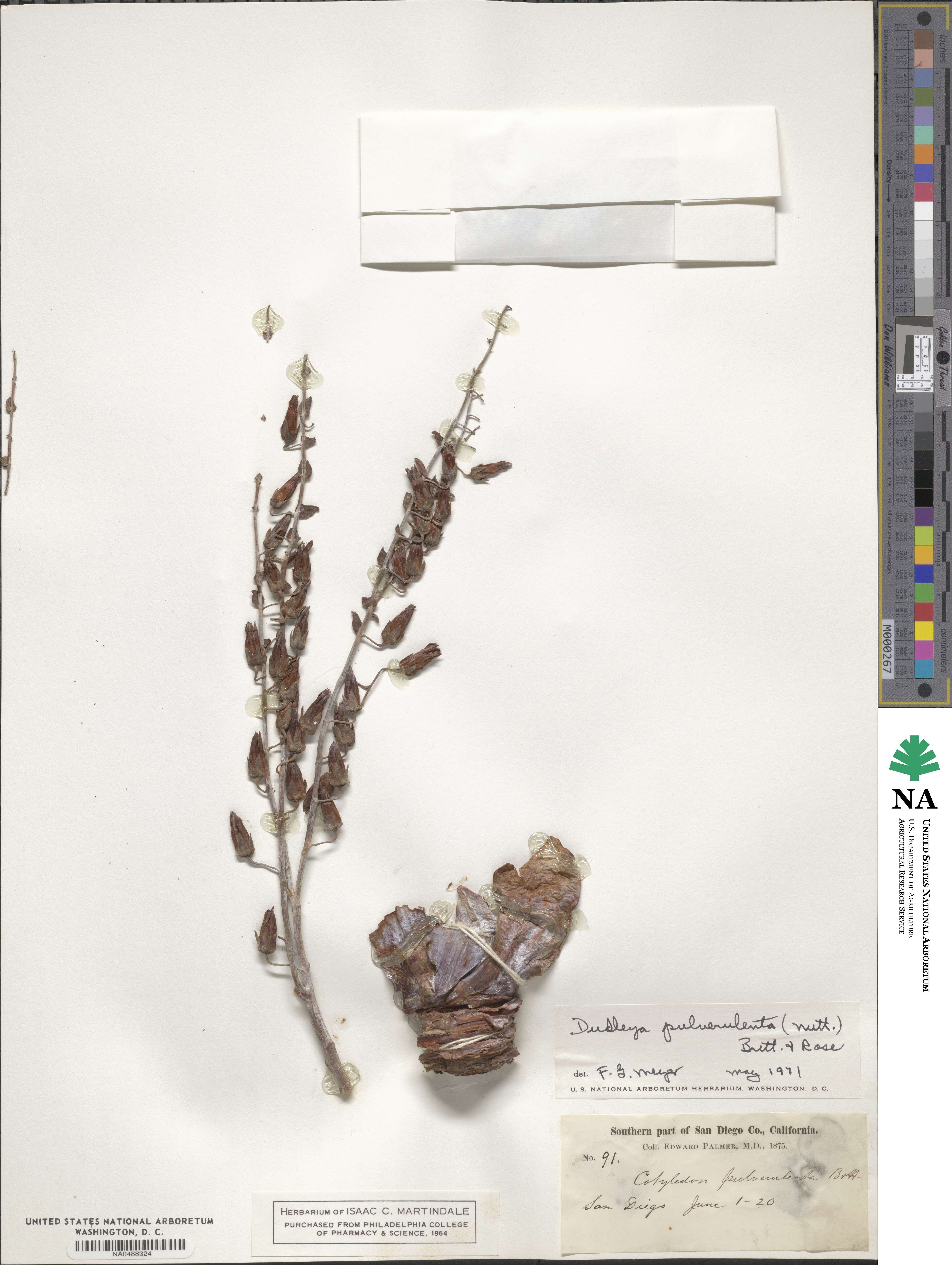 Dudleya pulverulenta image