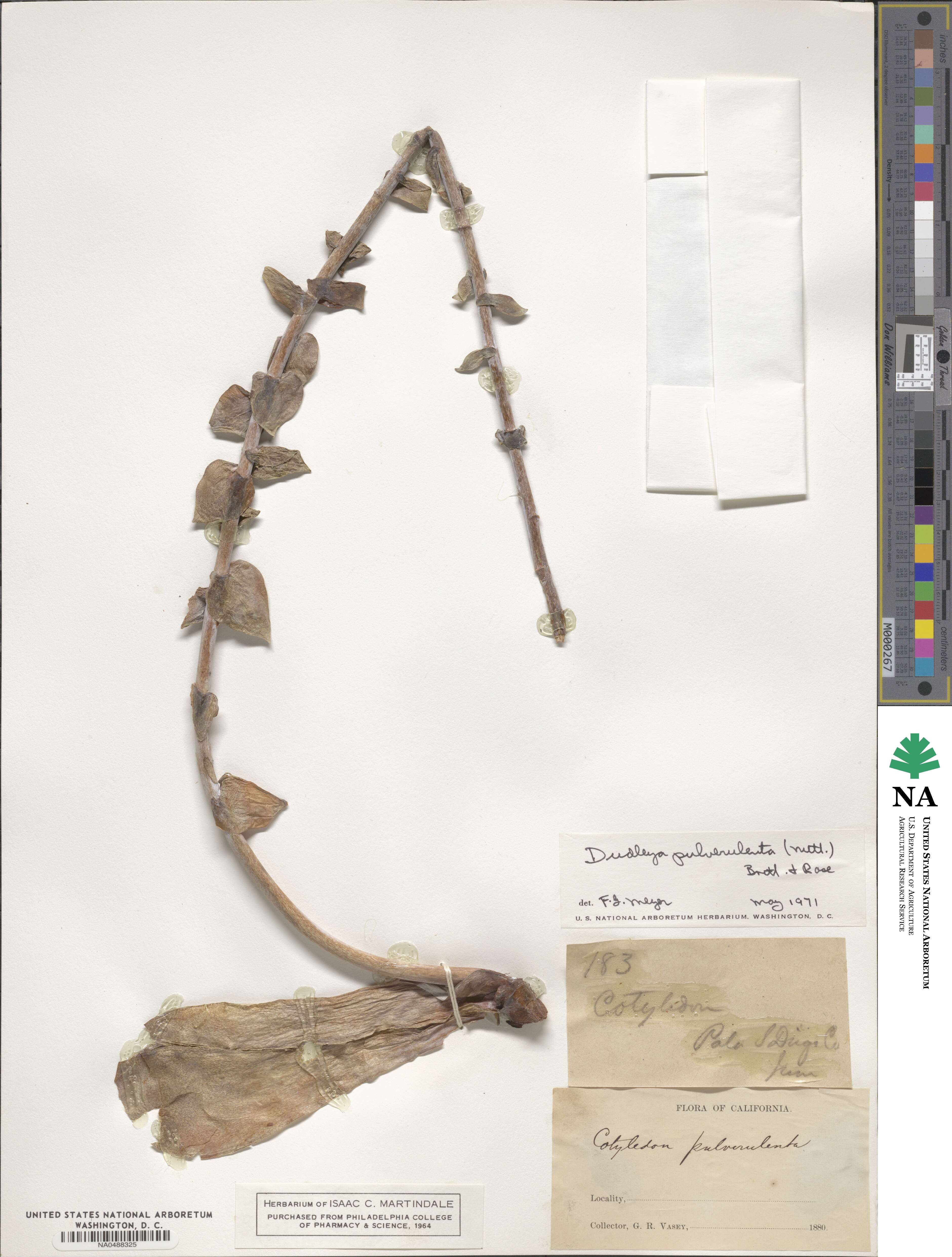 Dudleya pulverulenta image