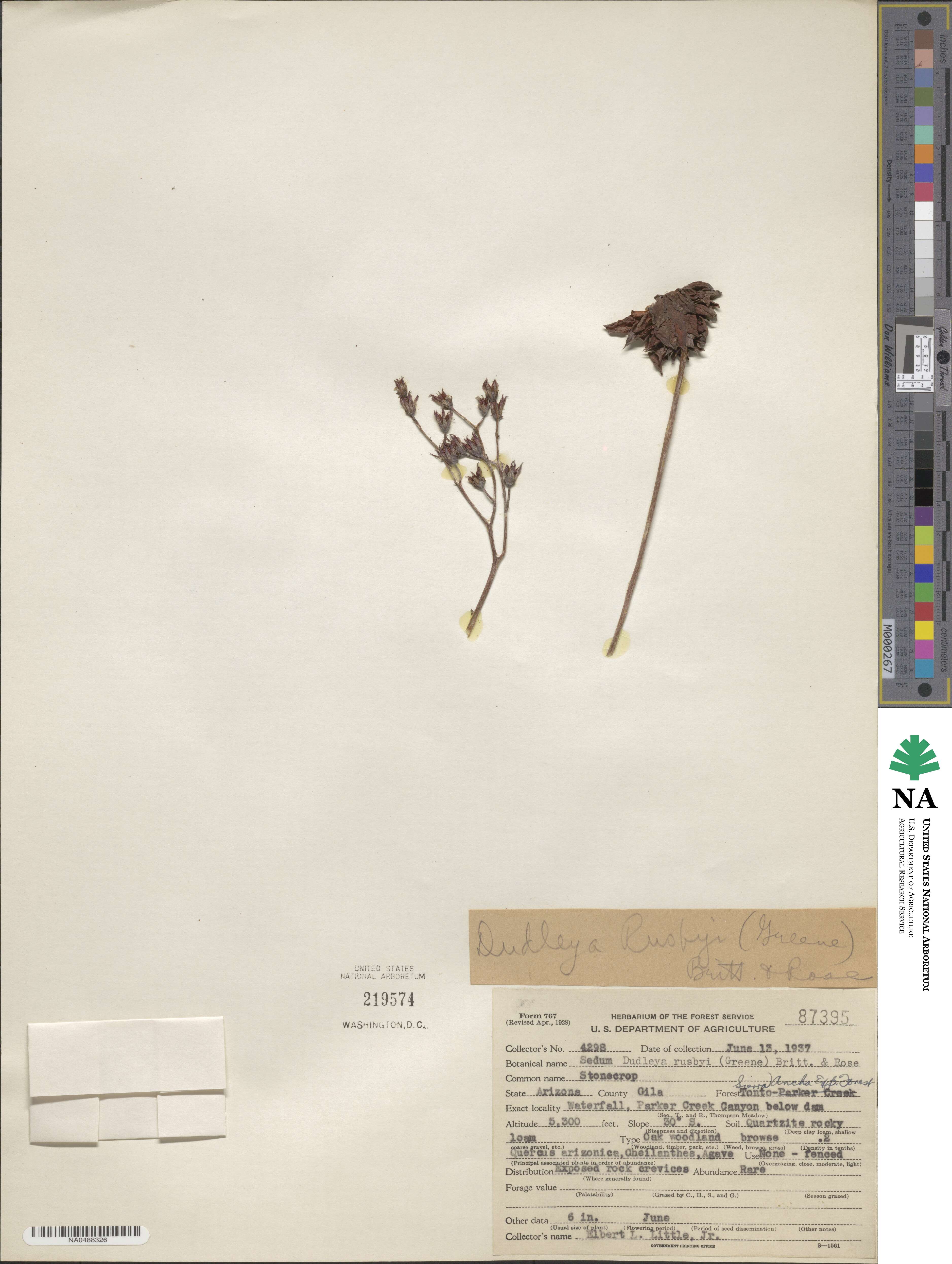 Graptopetalum rusbyi image