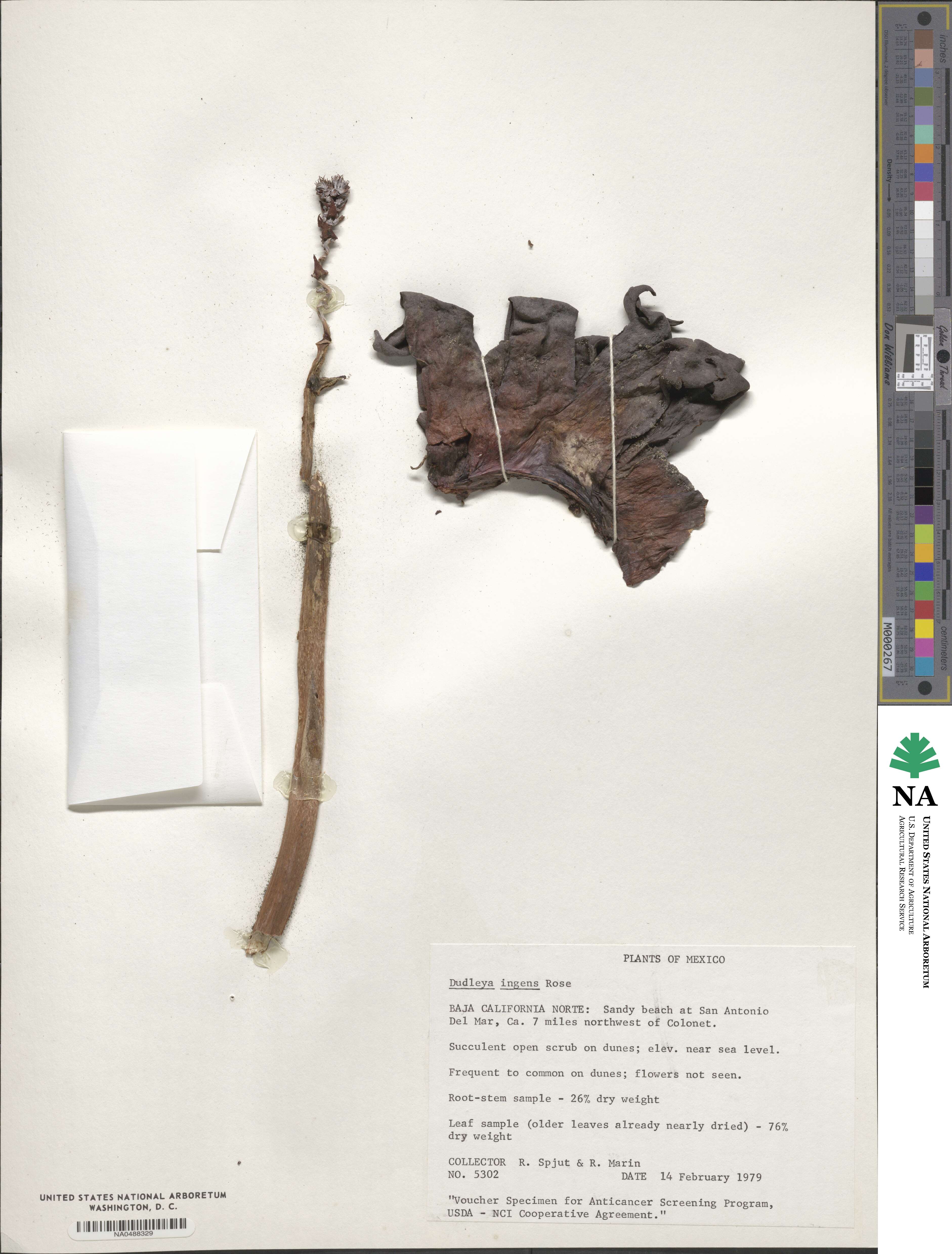 Dudleya ingens image