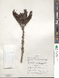Dudleya pulverulenta image