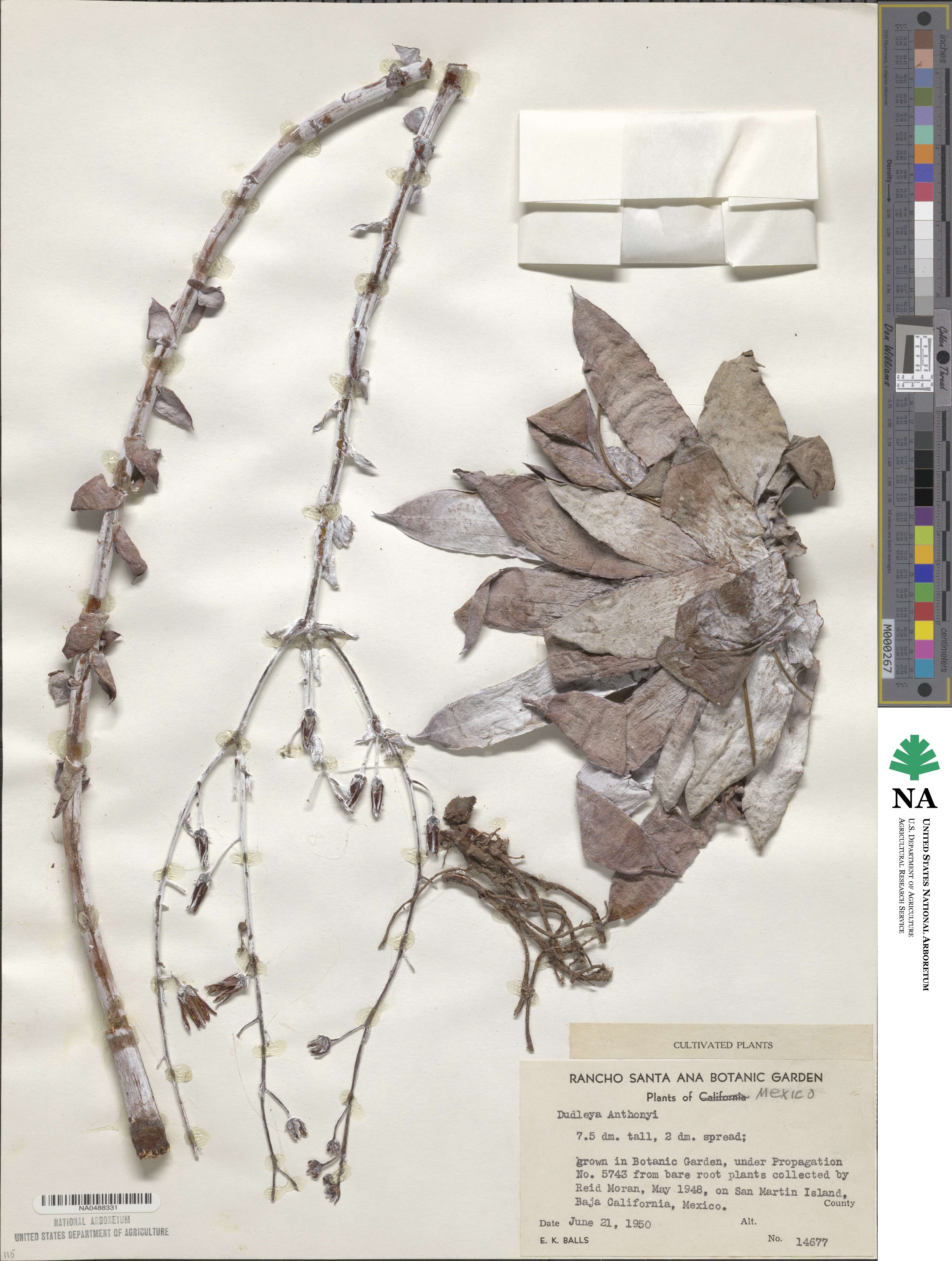 Dudleya anthonyi image