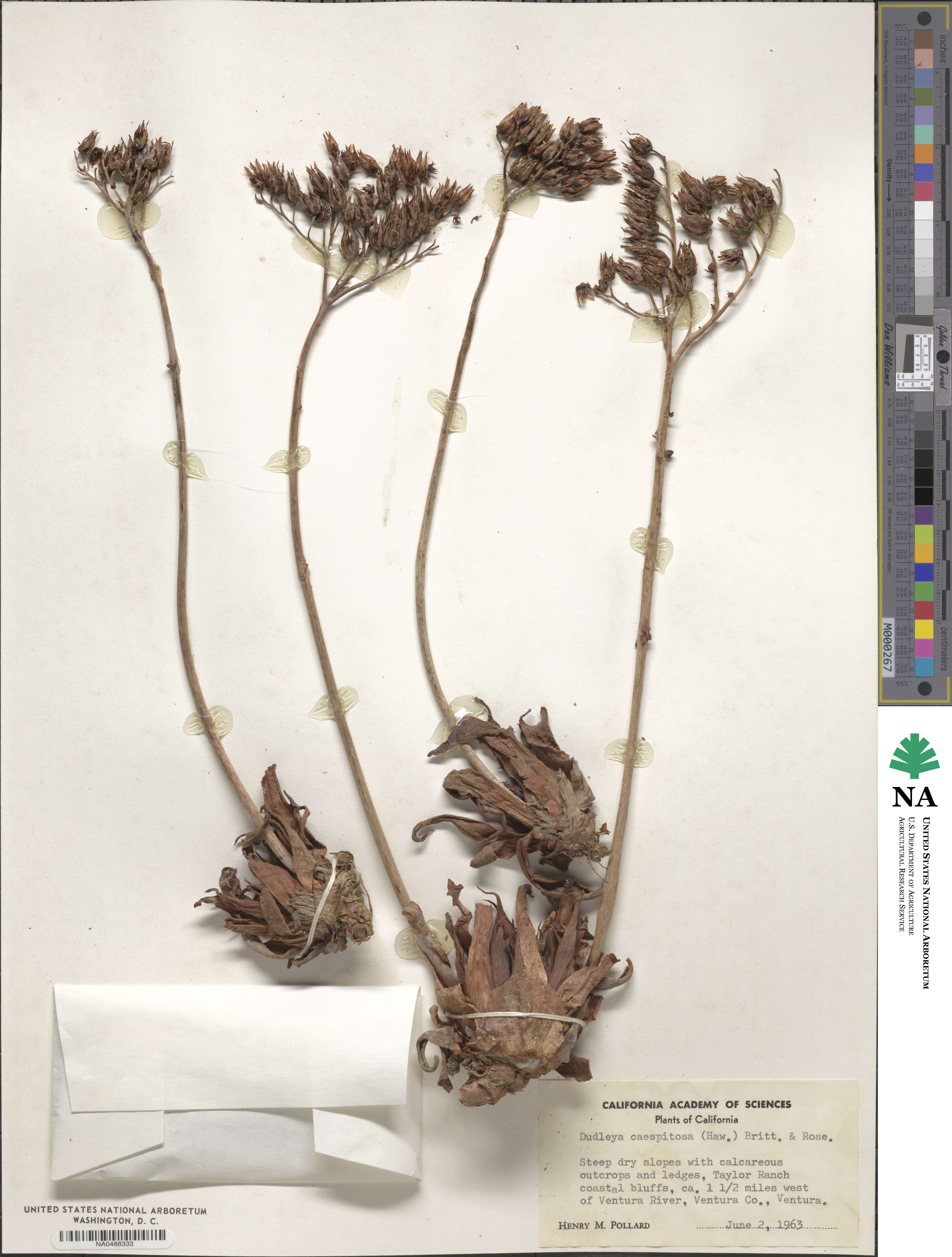Dudleya caespitosa image