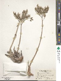 Dudleya cymosa image