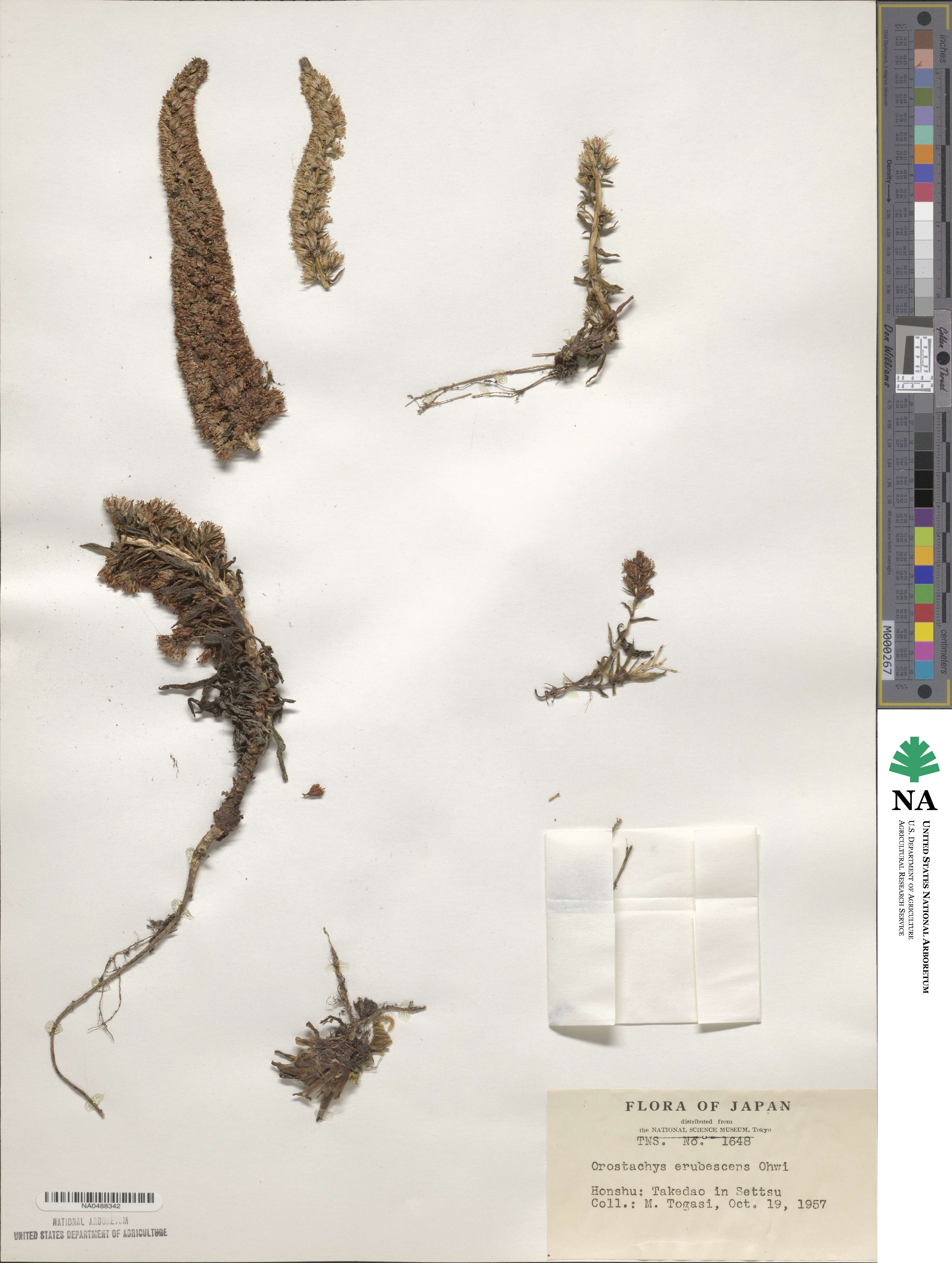 Orostachys spinosa image