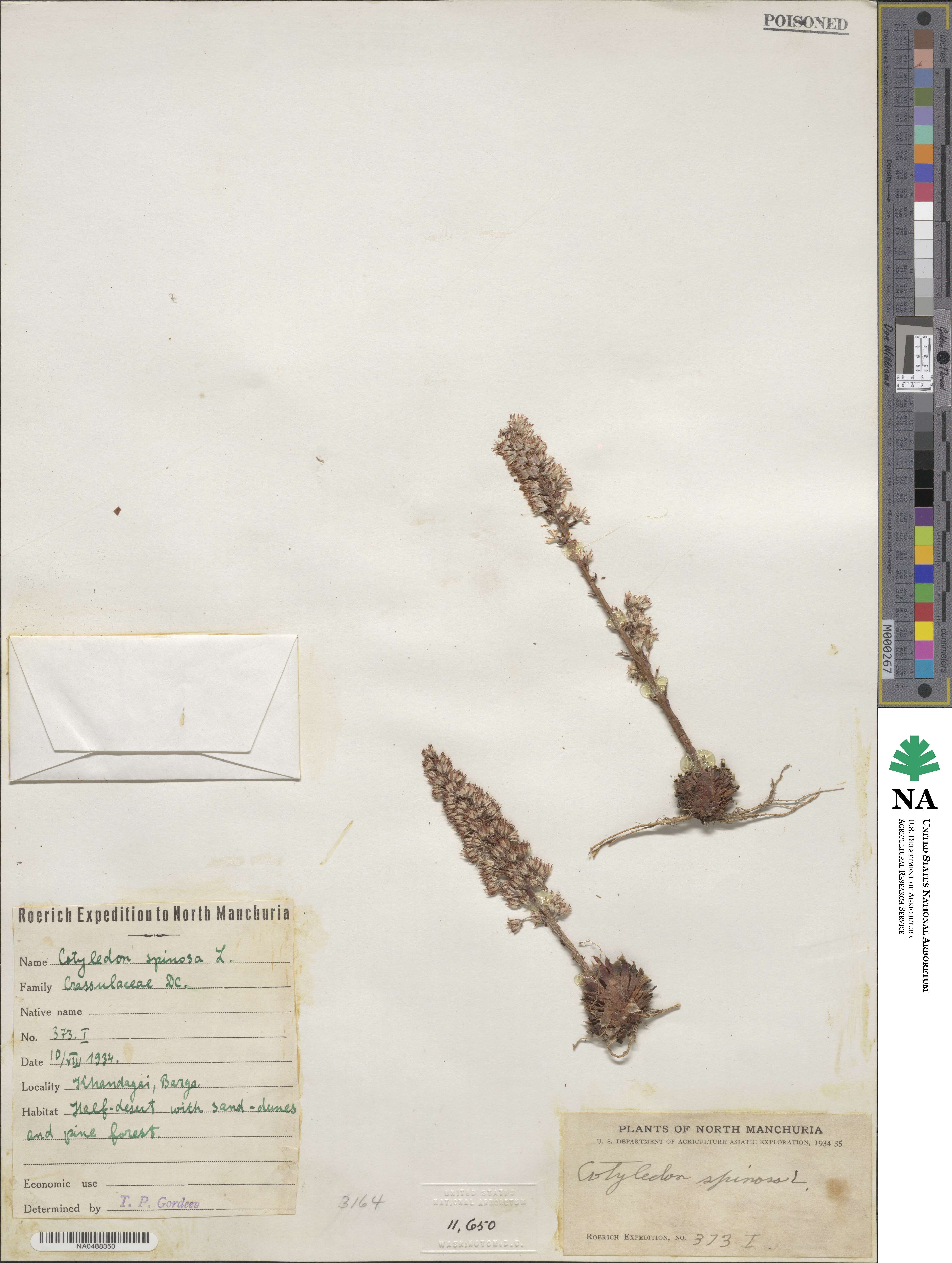 Cotyledon spinosa image