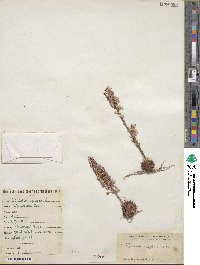 Cotyledon spinosa image