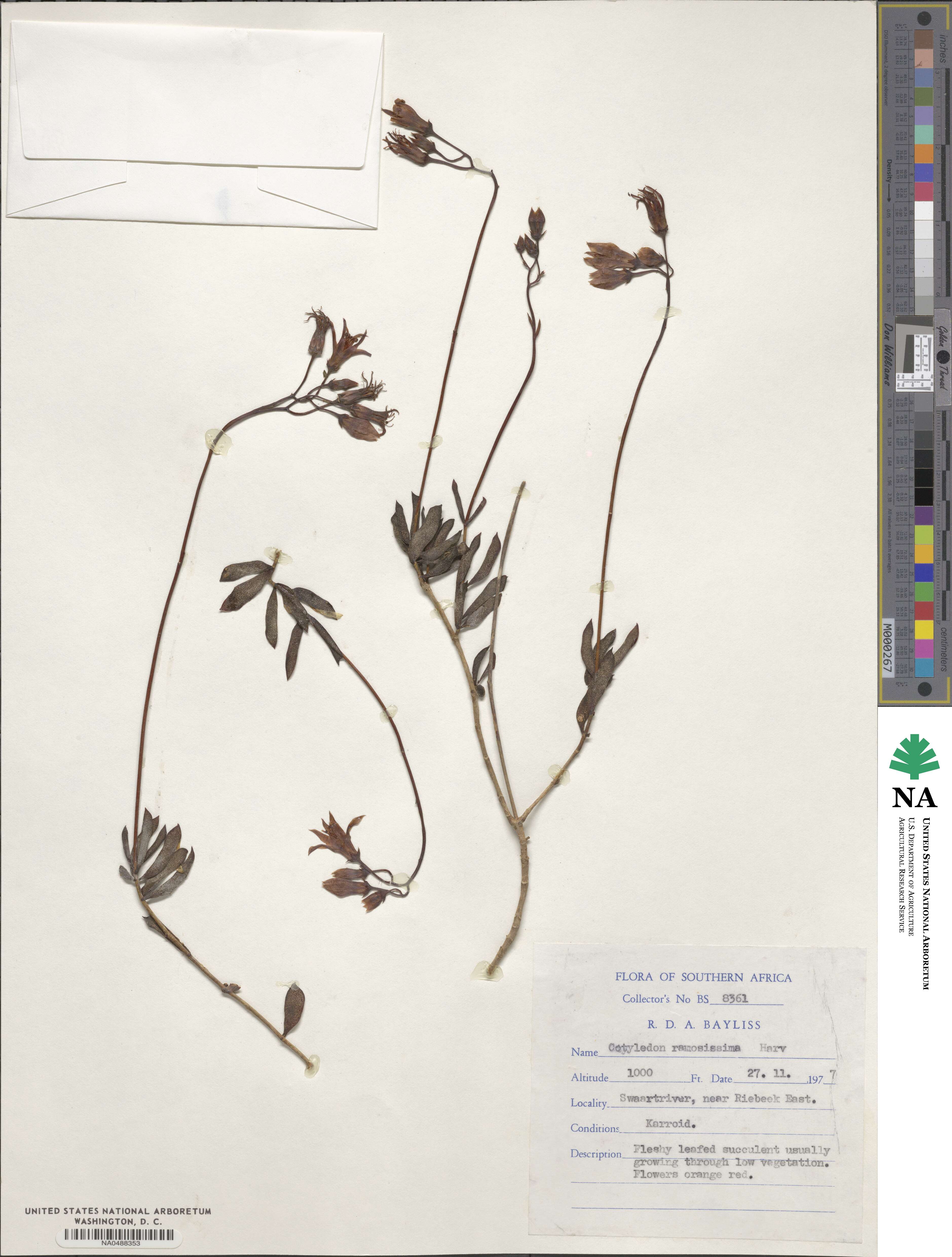 Cotyledon woodii subsp. woodii image