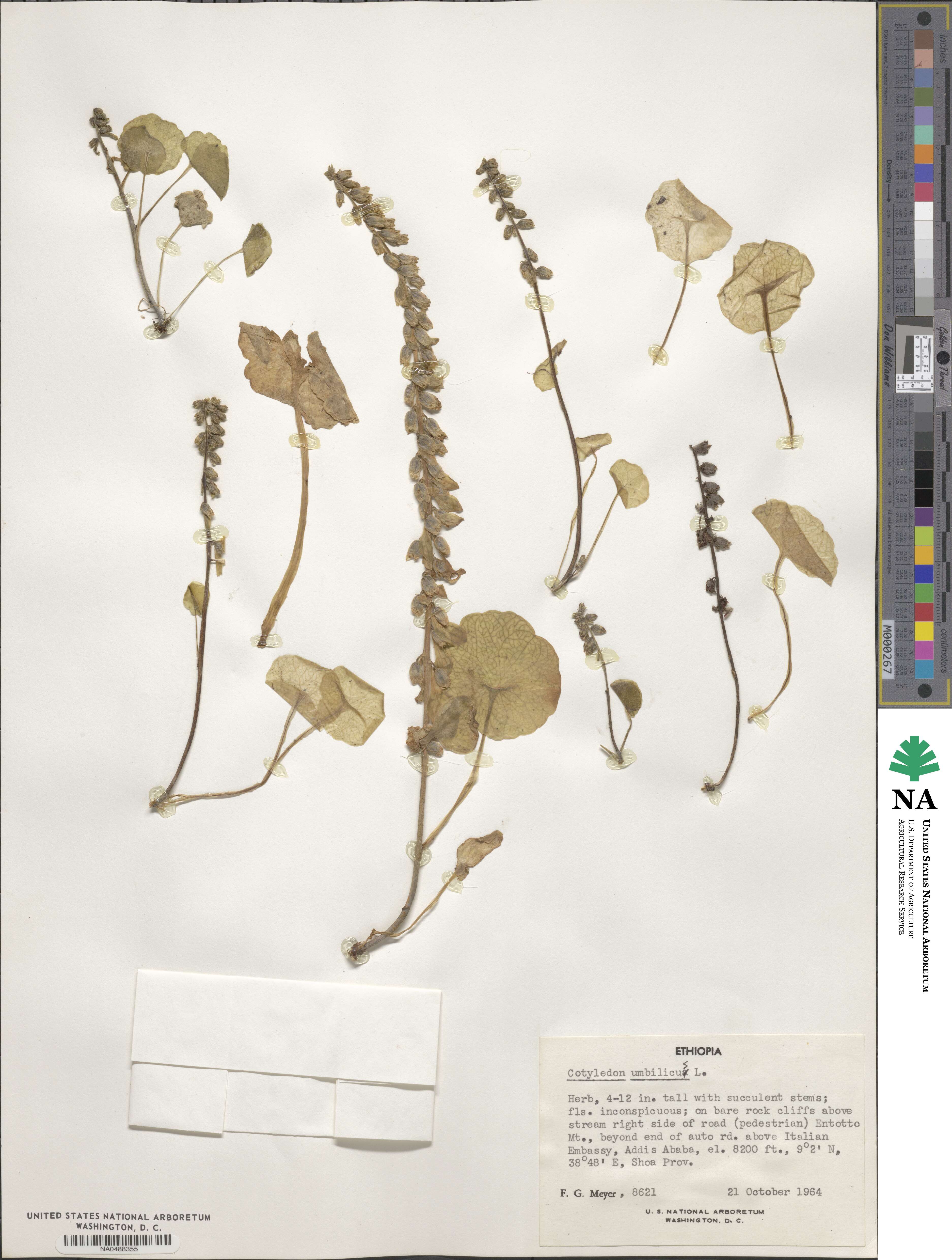 Umbilicus rupestris image