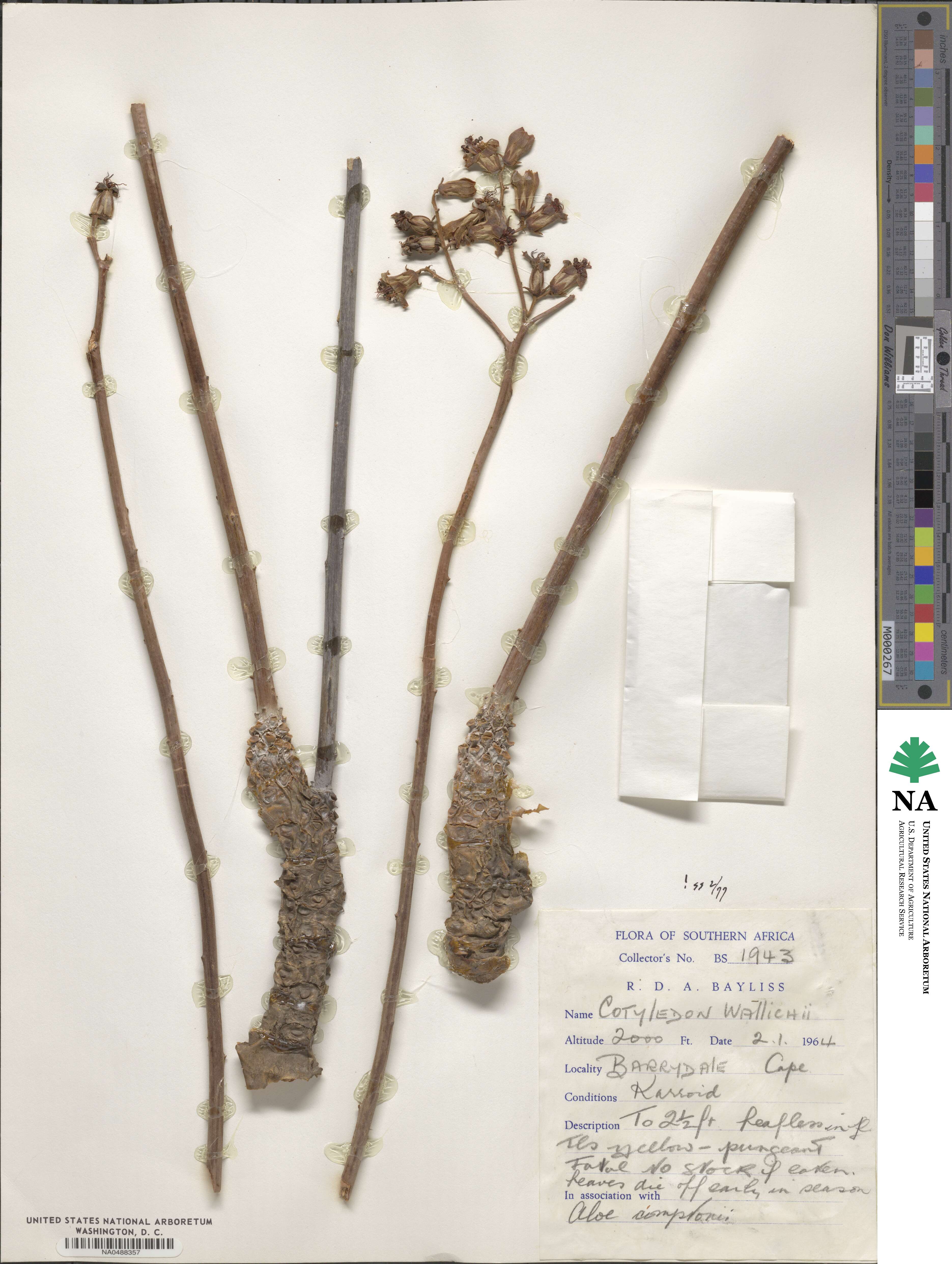 Tylecodon wallichii subsp. wallichii image