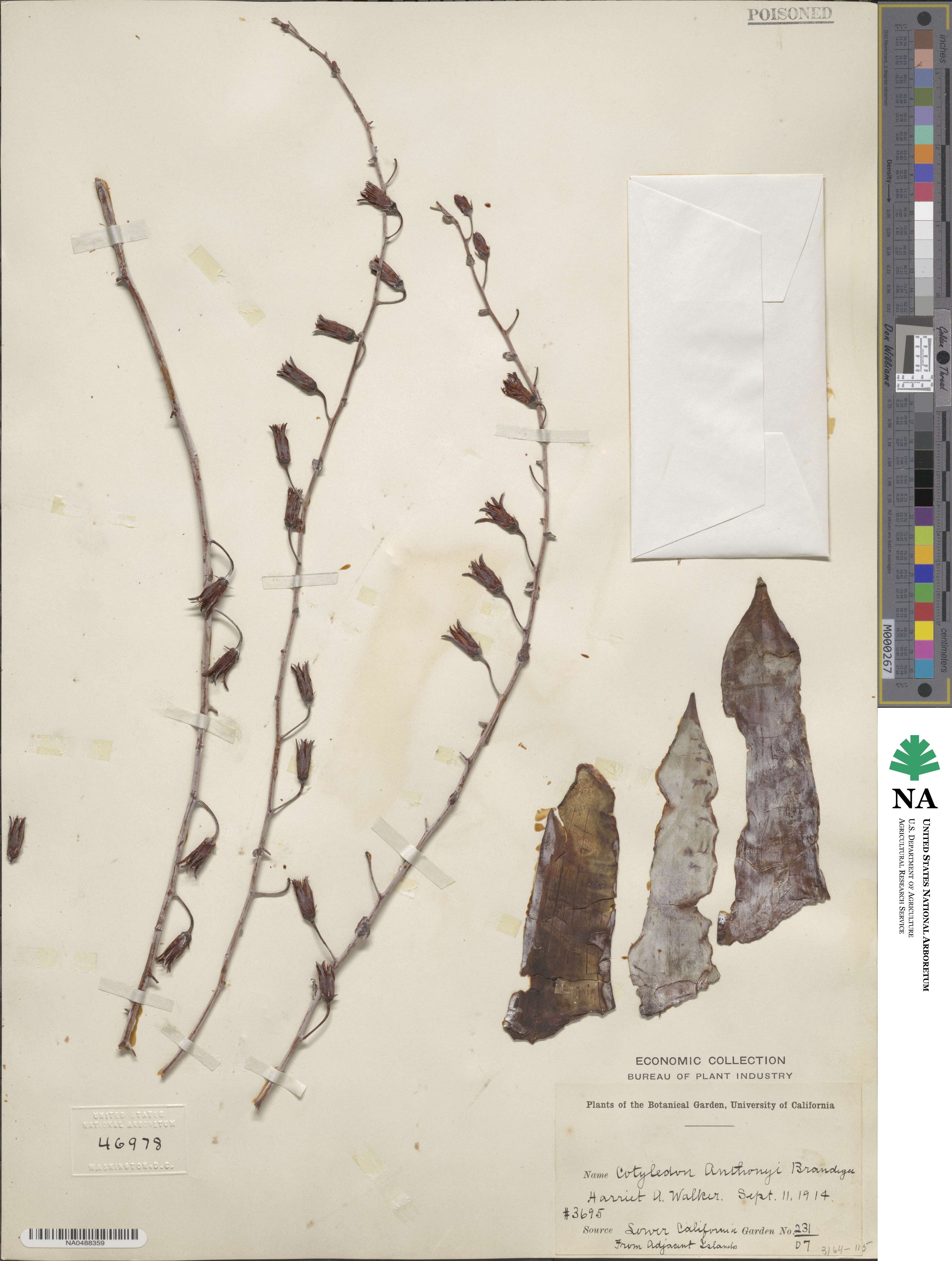Dudleya anthonyi image