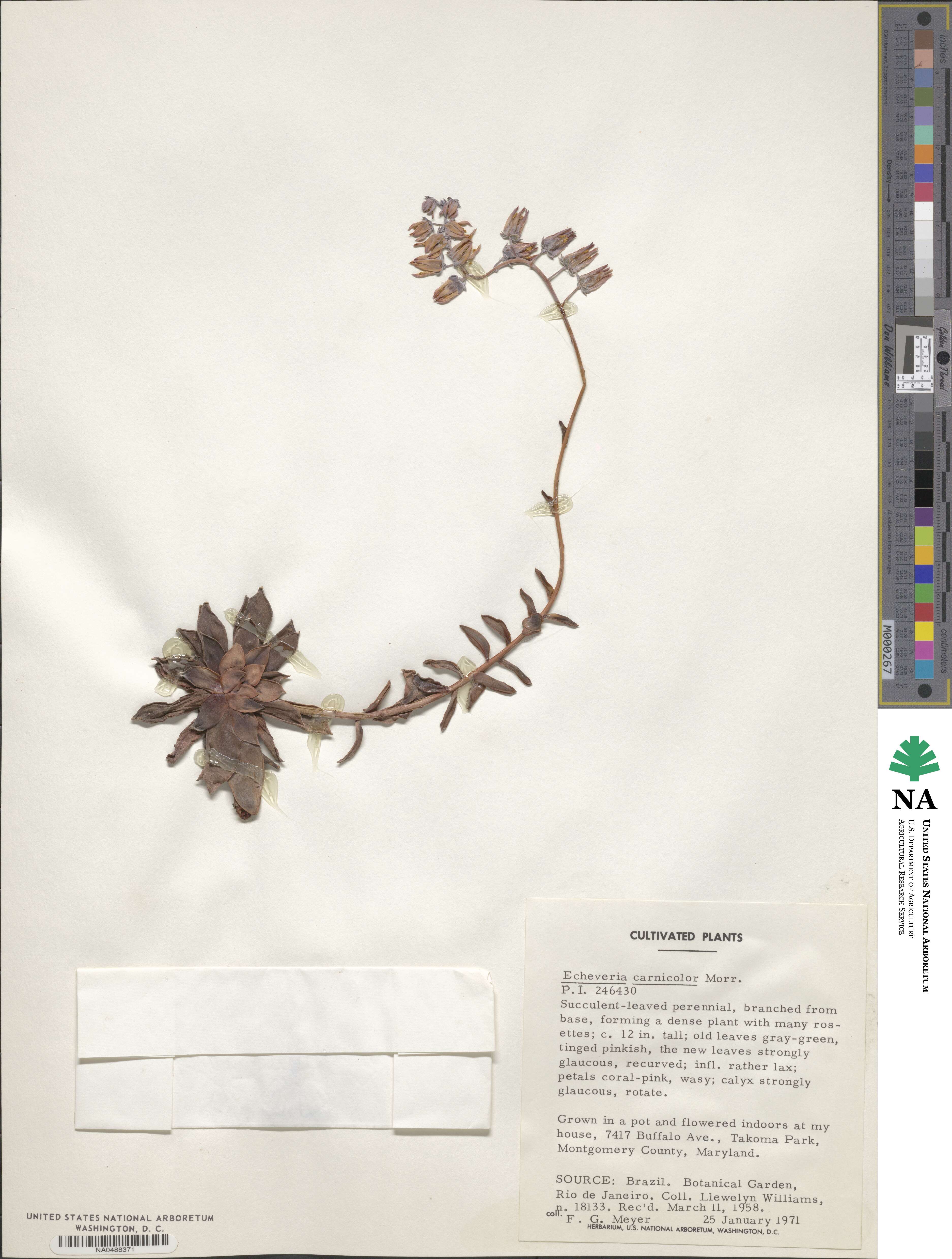 Echeveria carnicolor image
