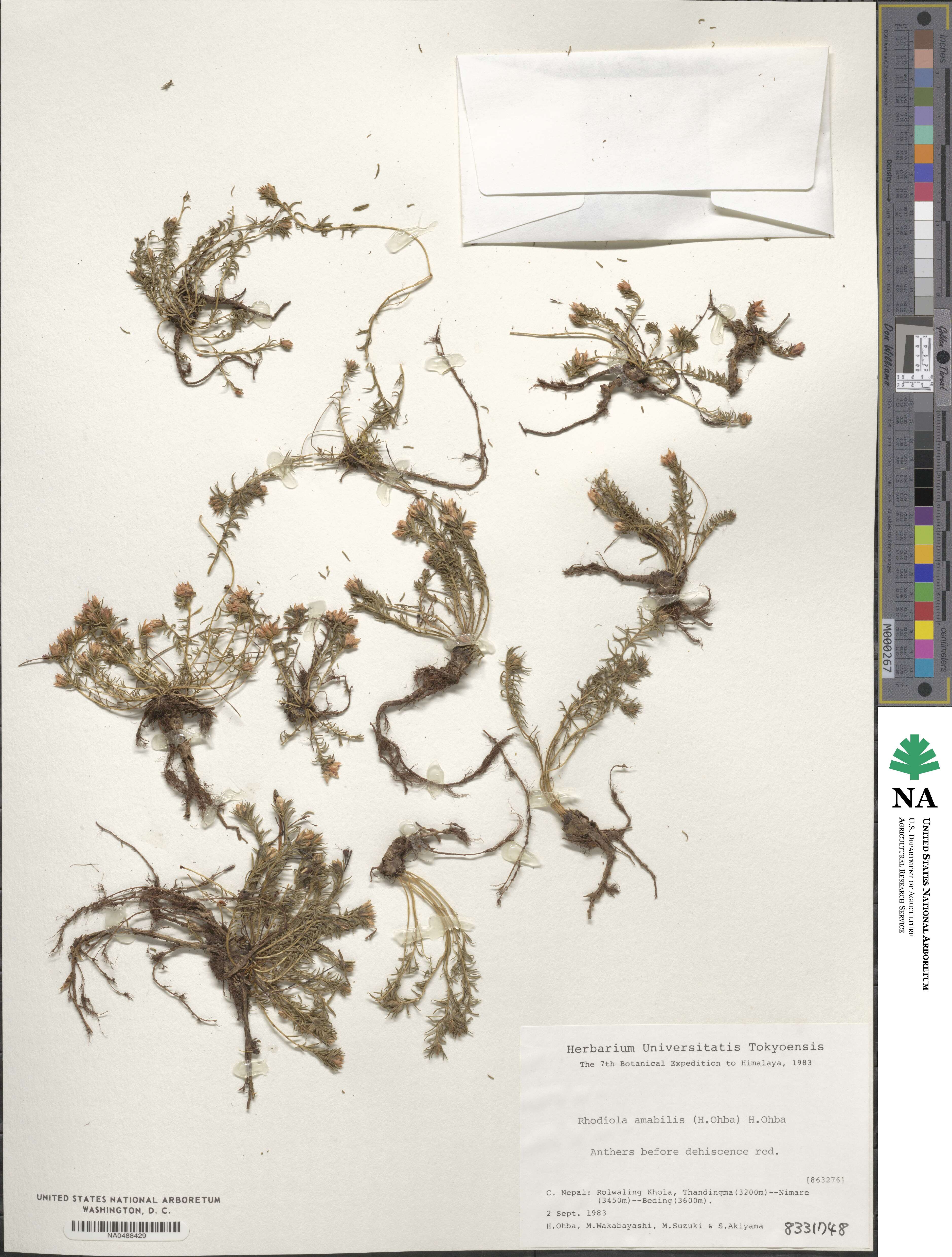Rhodiola amabilis image