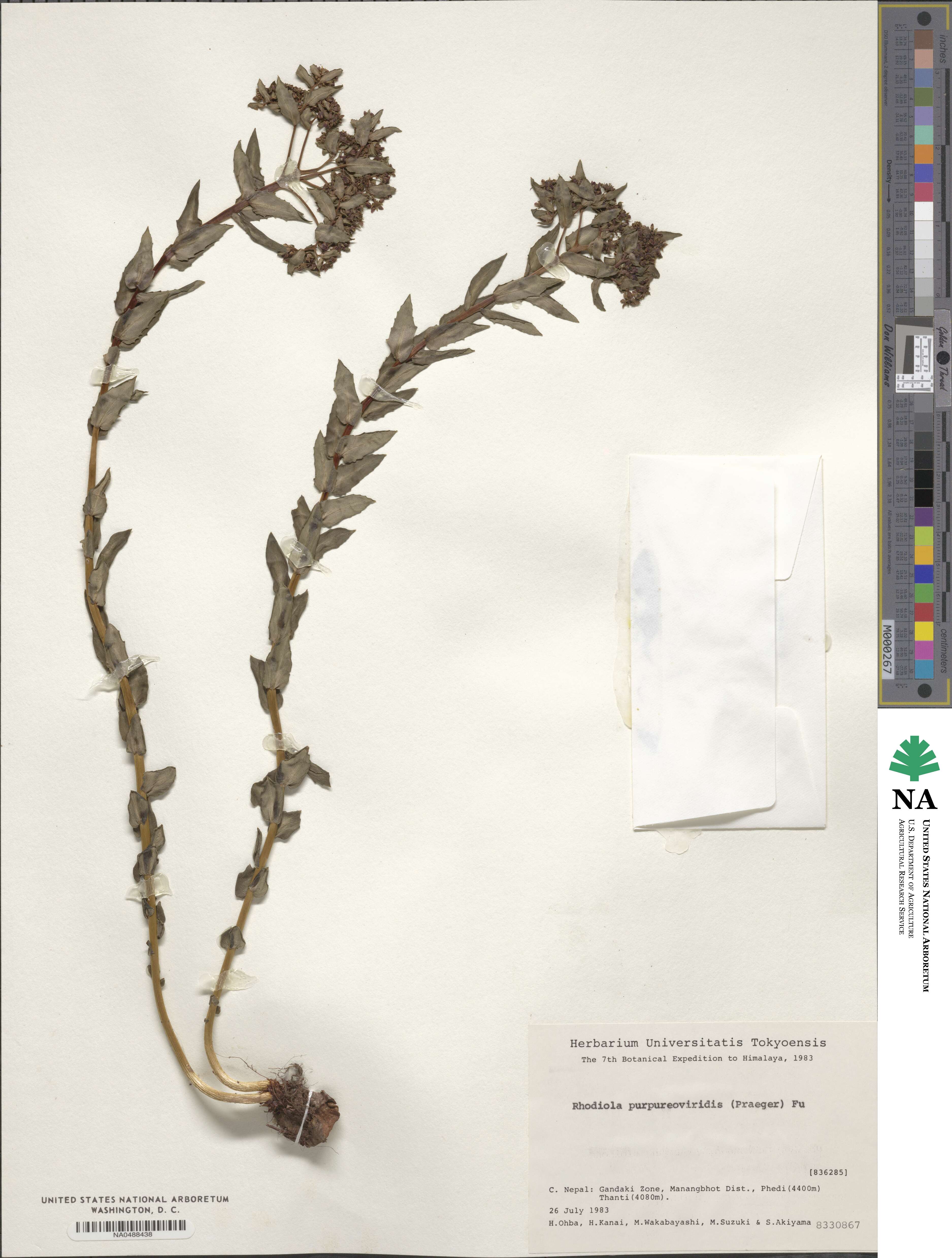 Rhodiola purpureoviridis image