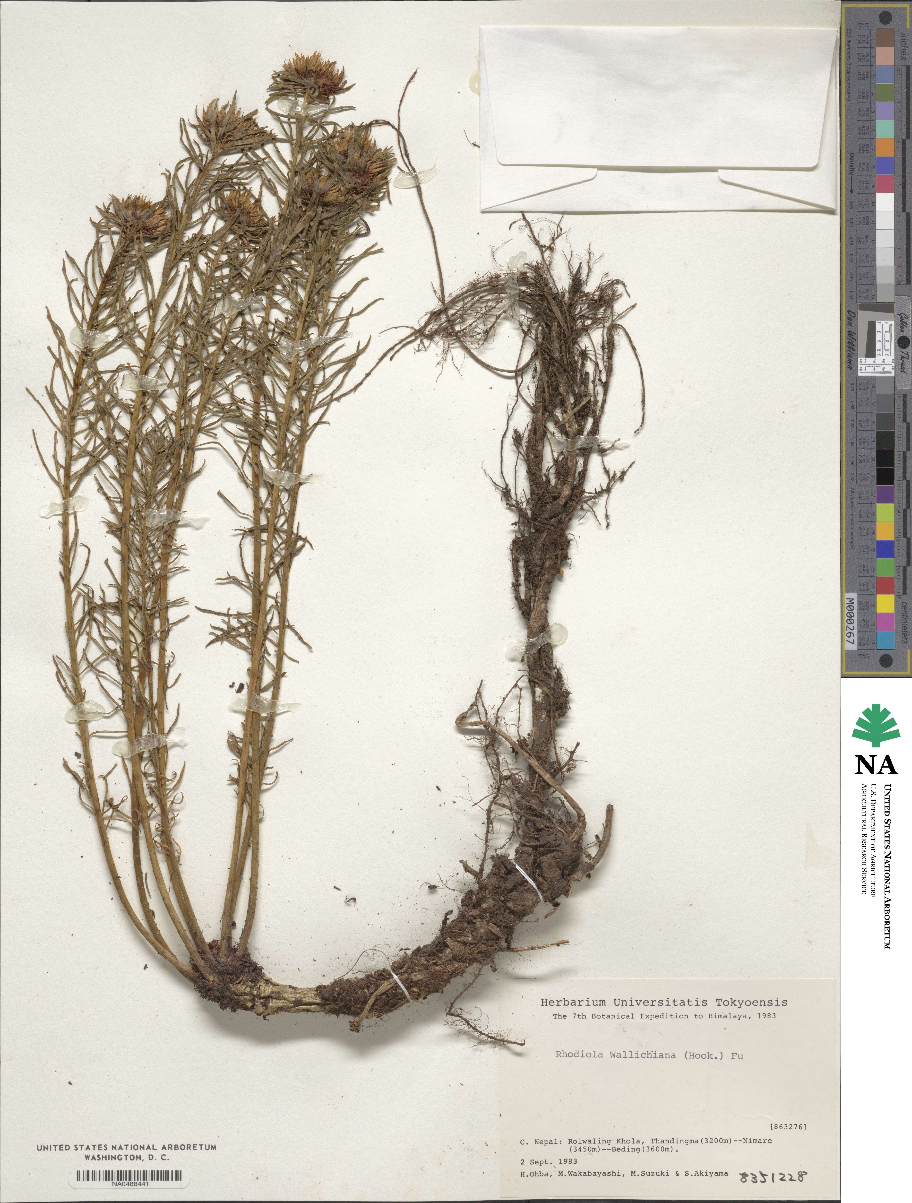 Rhodiola wallichiana image