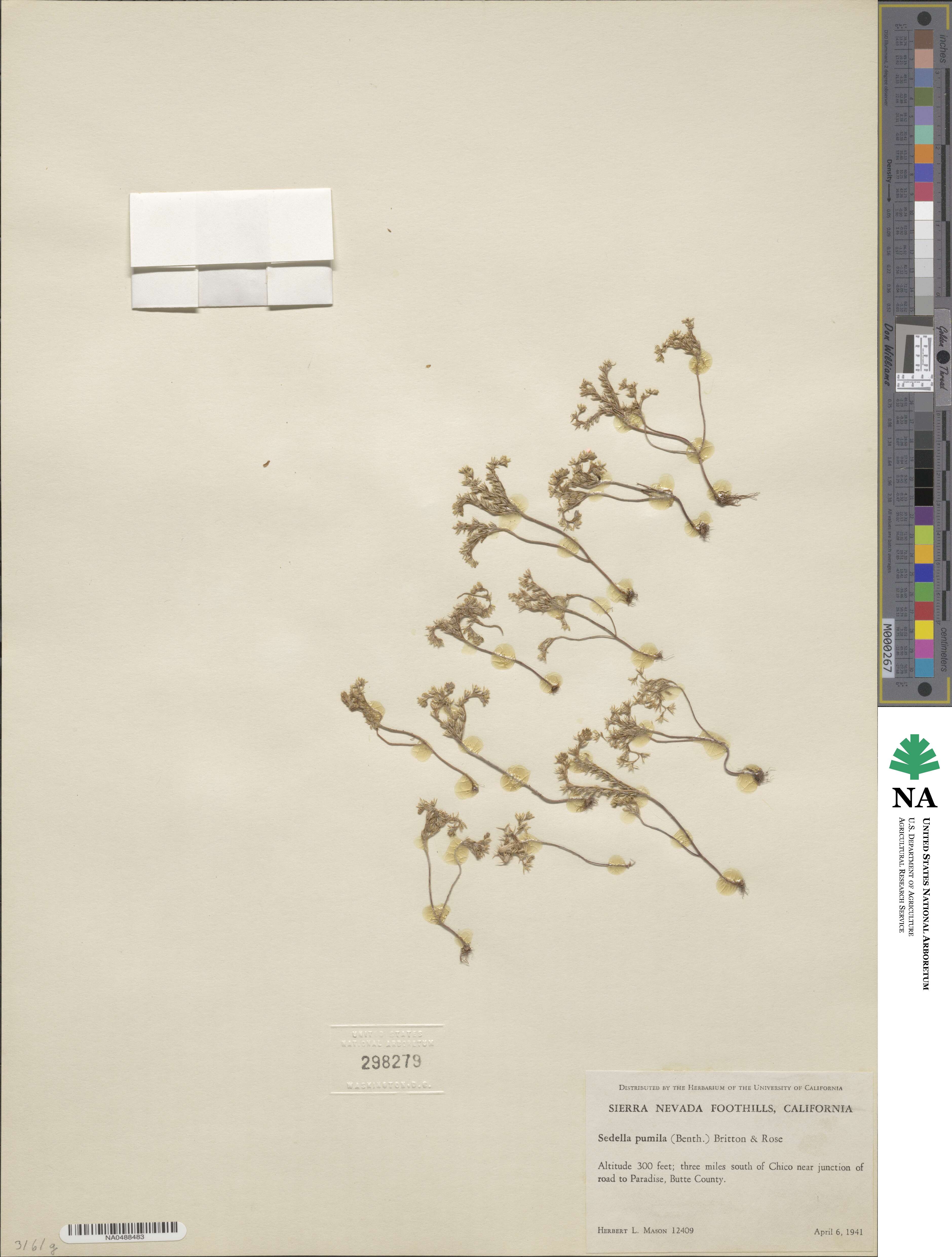 Sedella pumila image