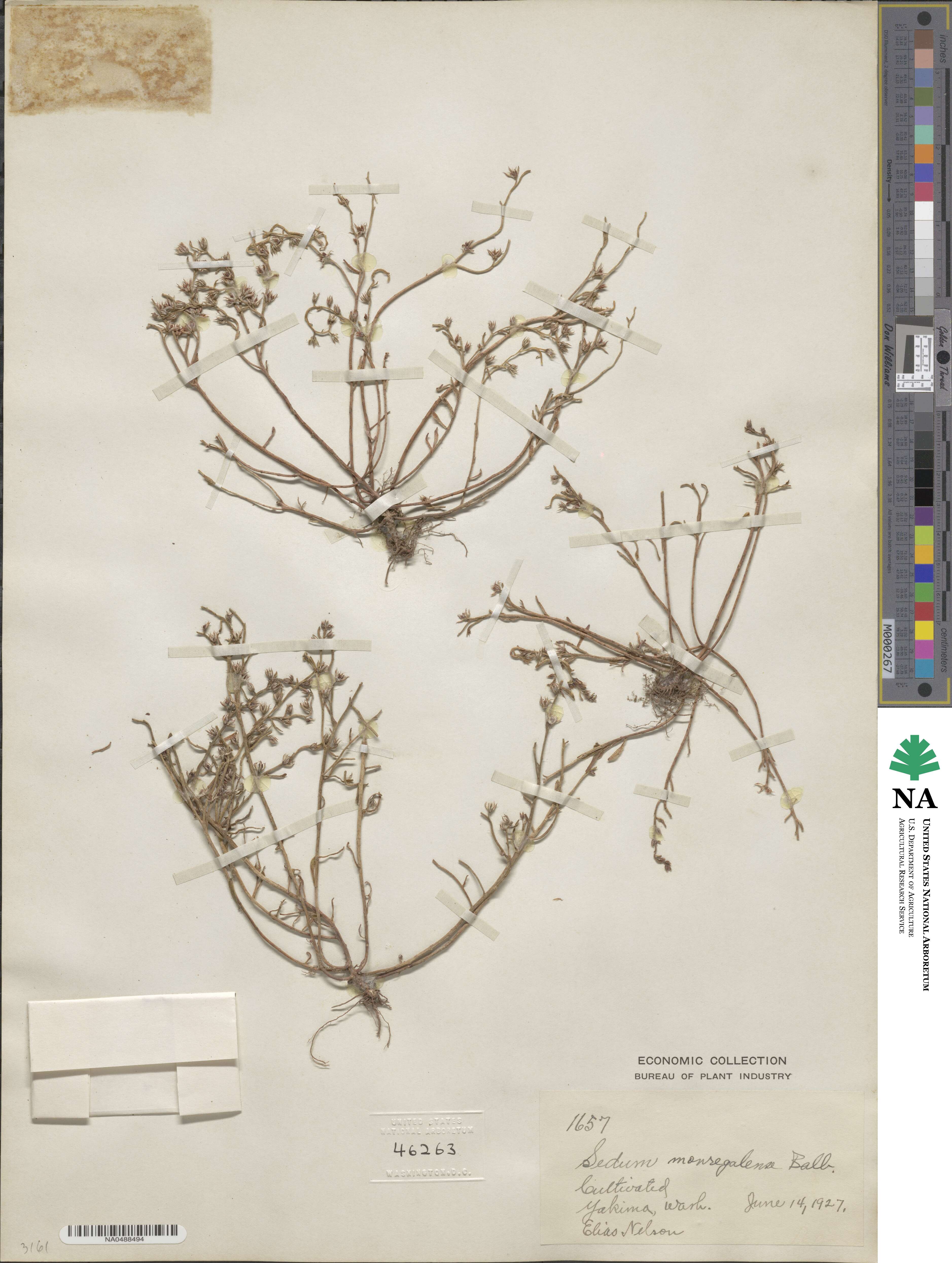 Sedum monregalense image