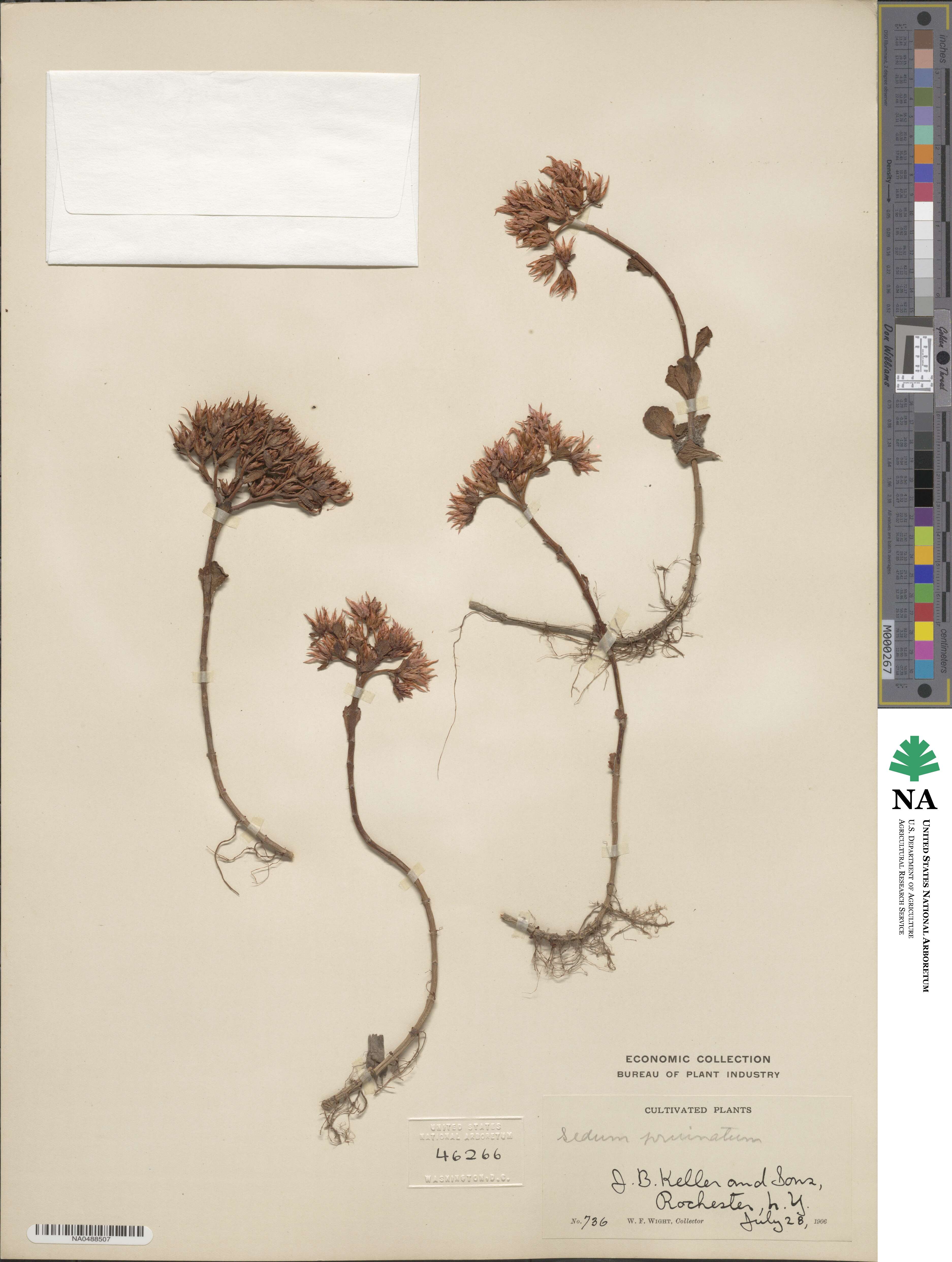 Petrosedum pruinatum image