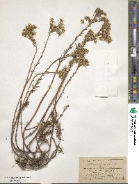 Sedum reflexum image