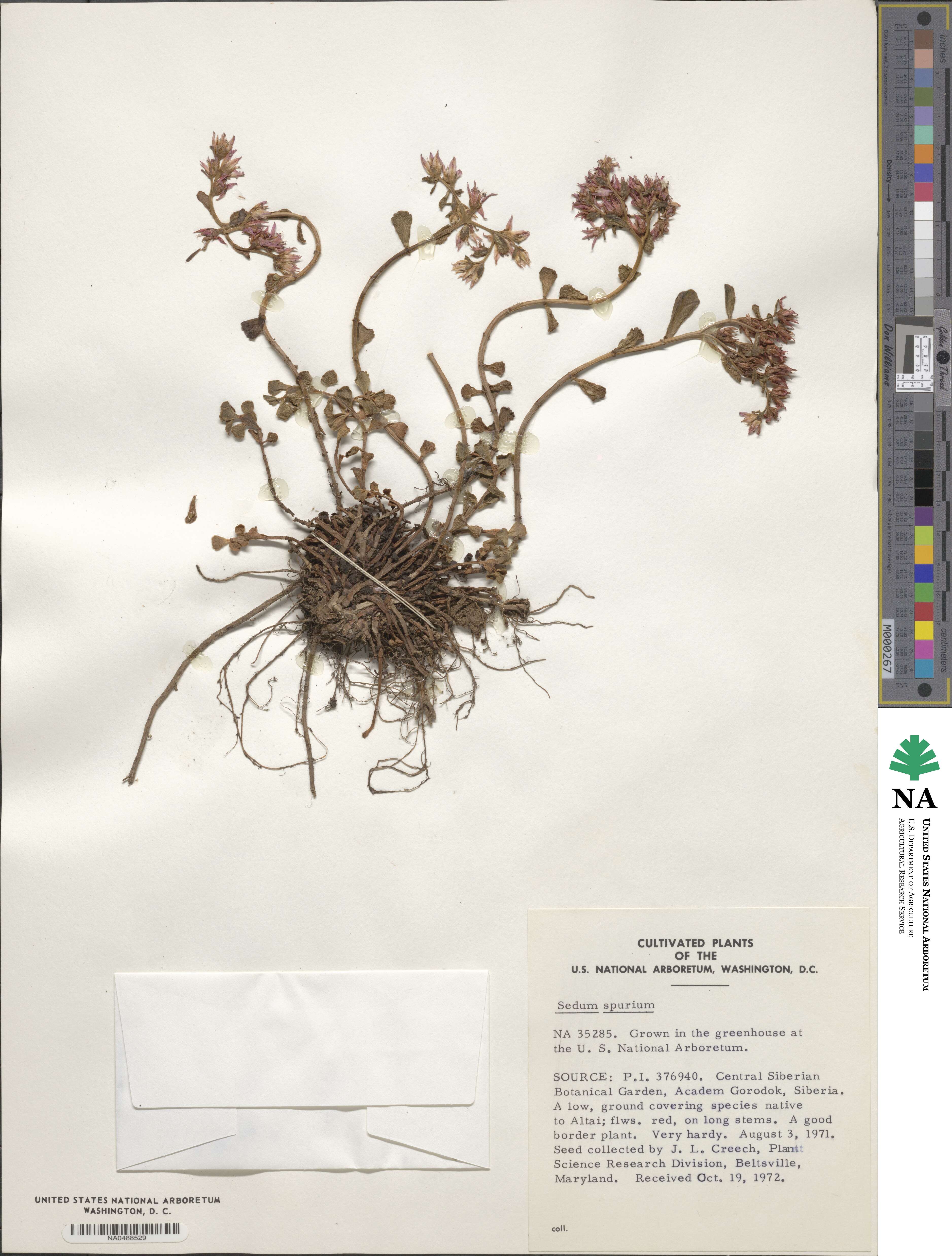 Phedimus spurius subsp. spurius image