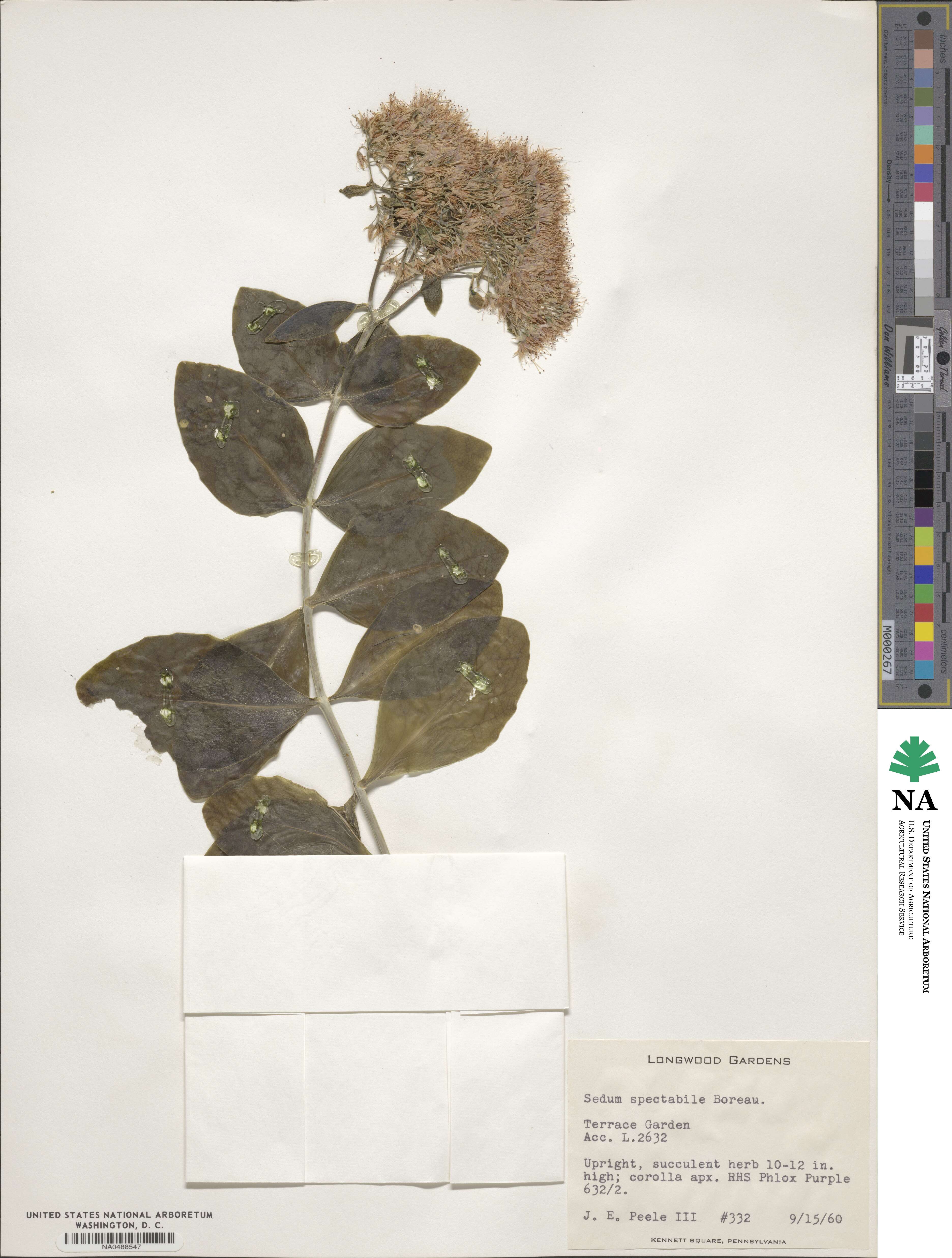 Hylotelephium spectabile image