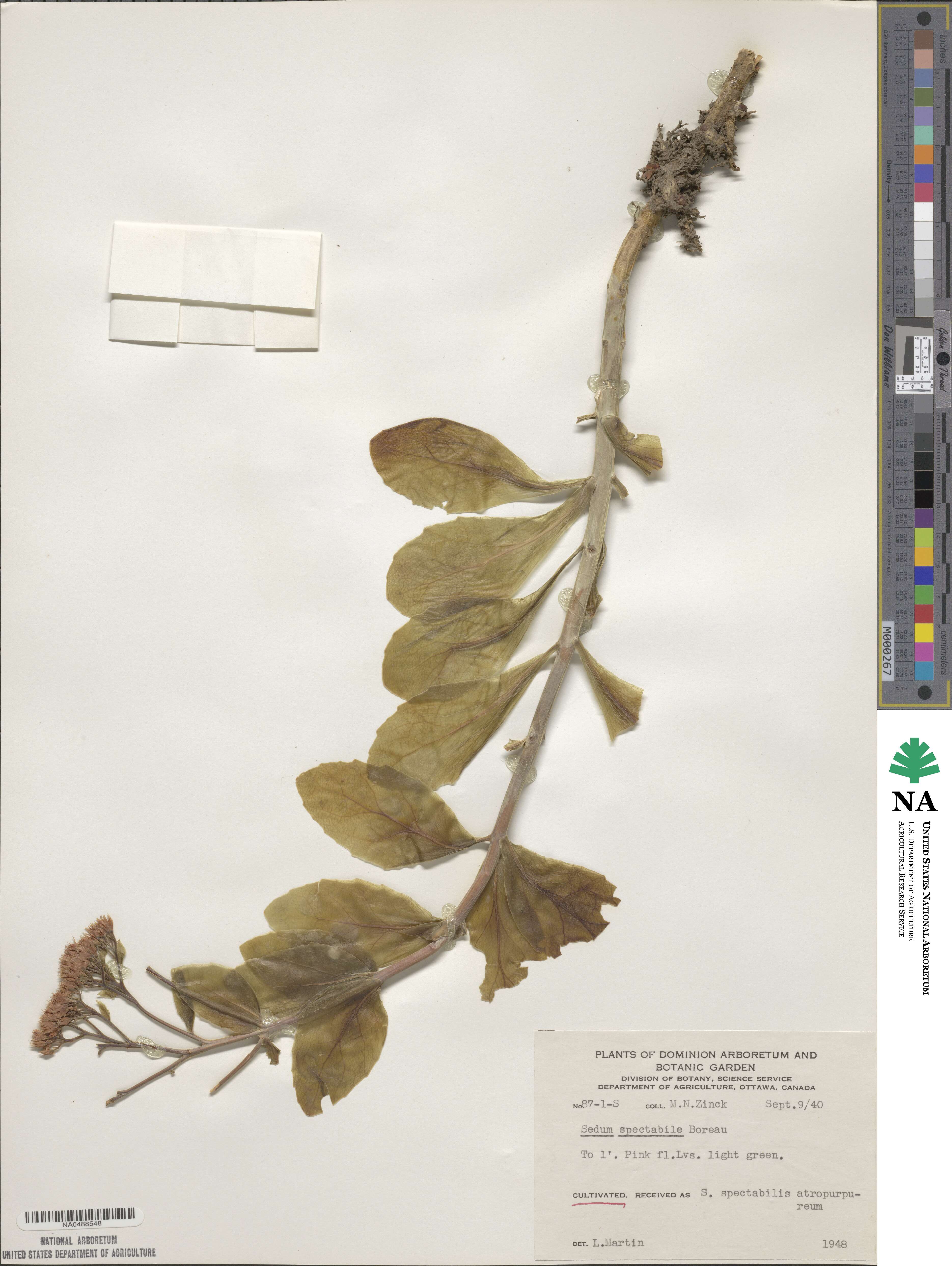 Hylotelephium spectabile image