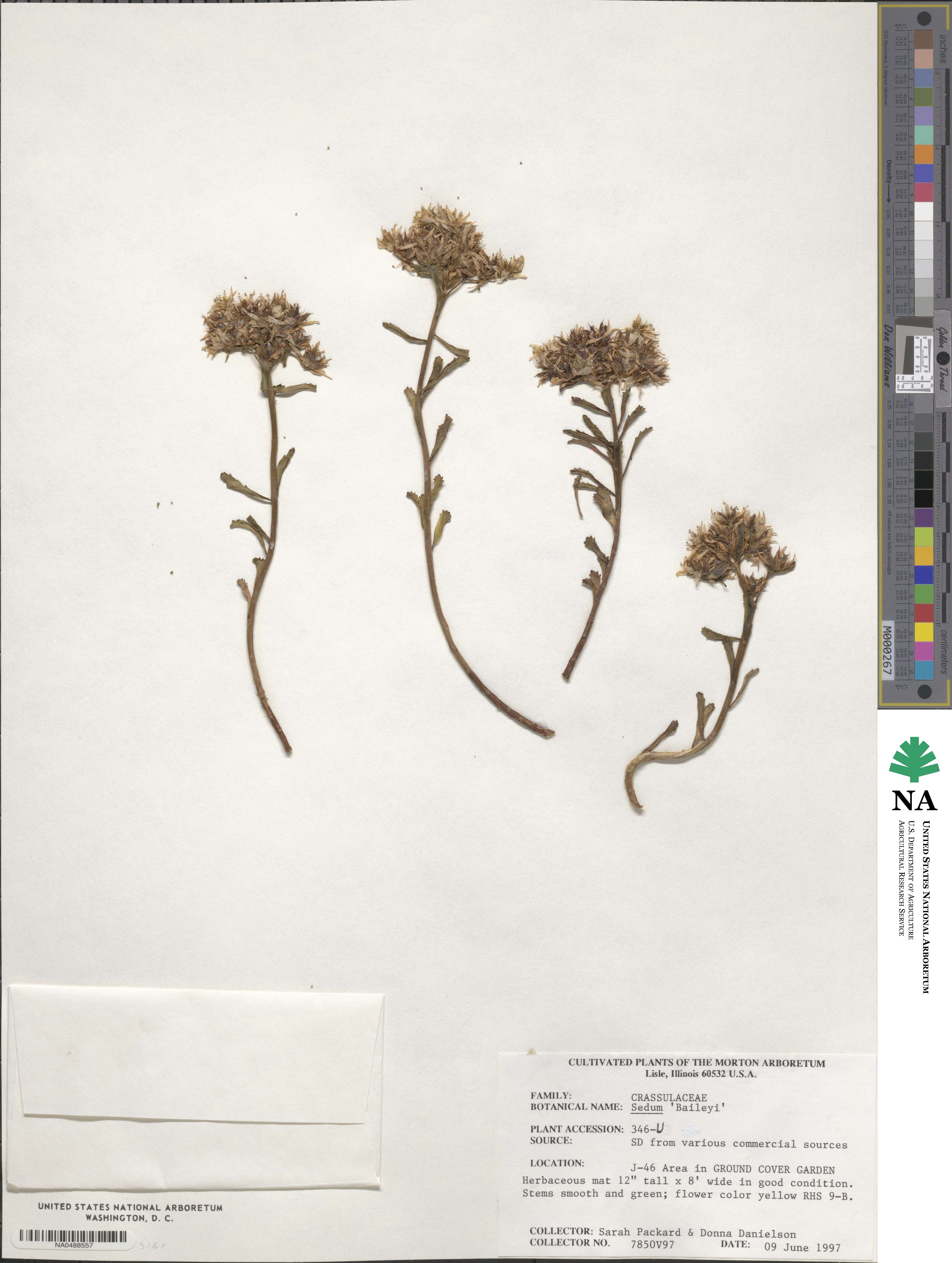 Sedum baileyi image