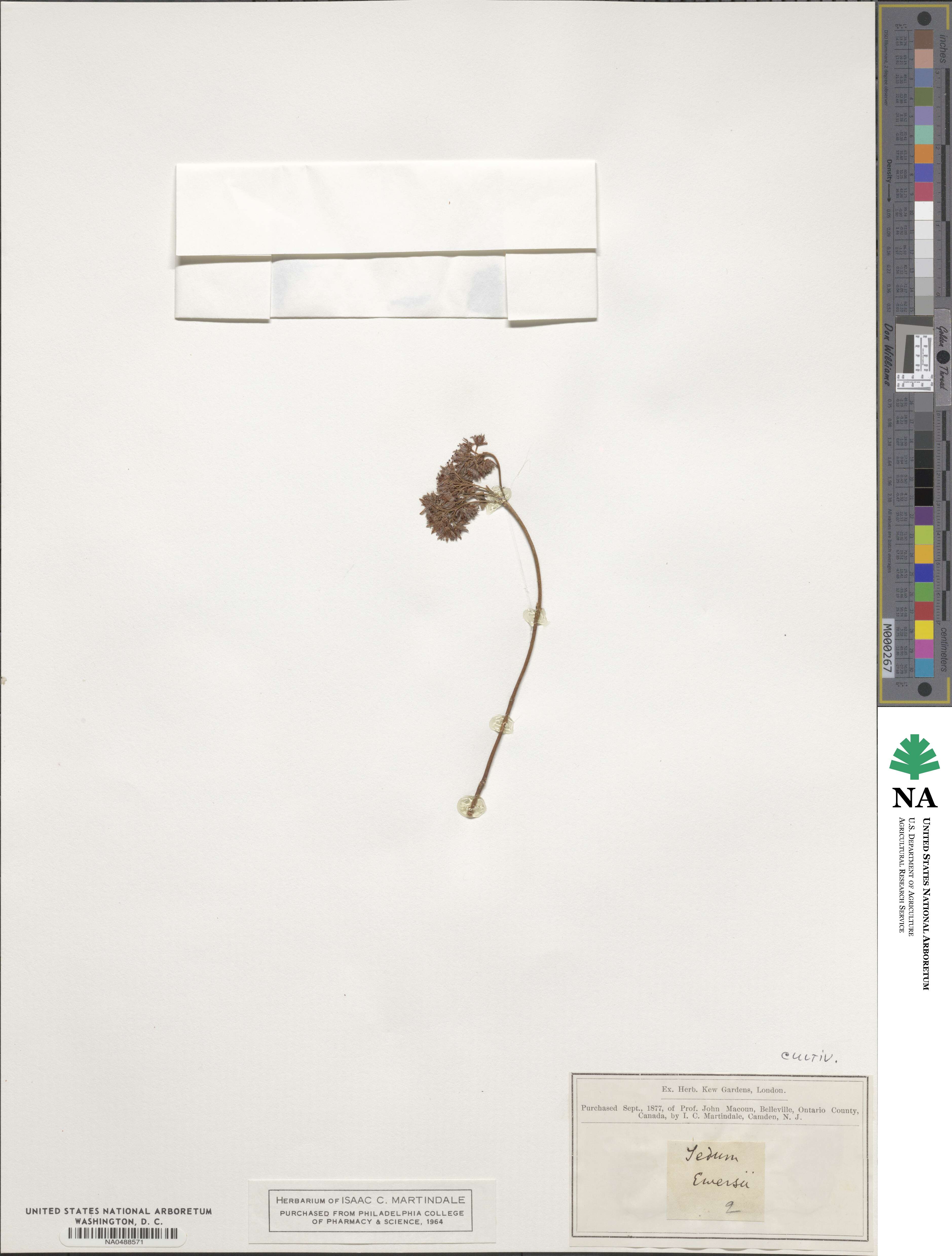 Hylotelephium ewersii image