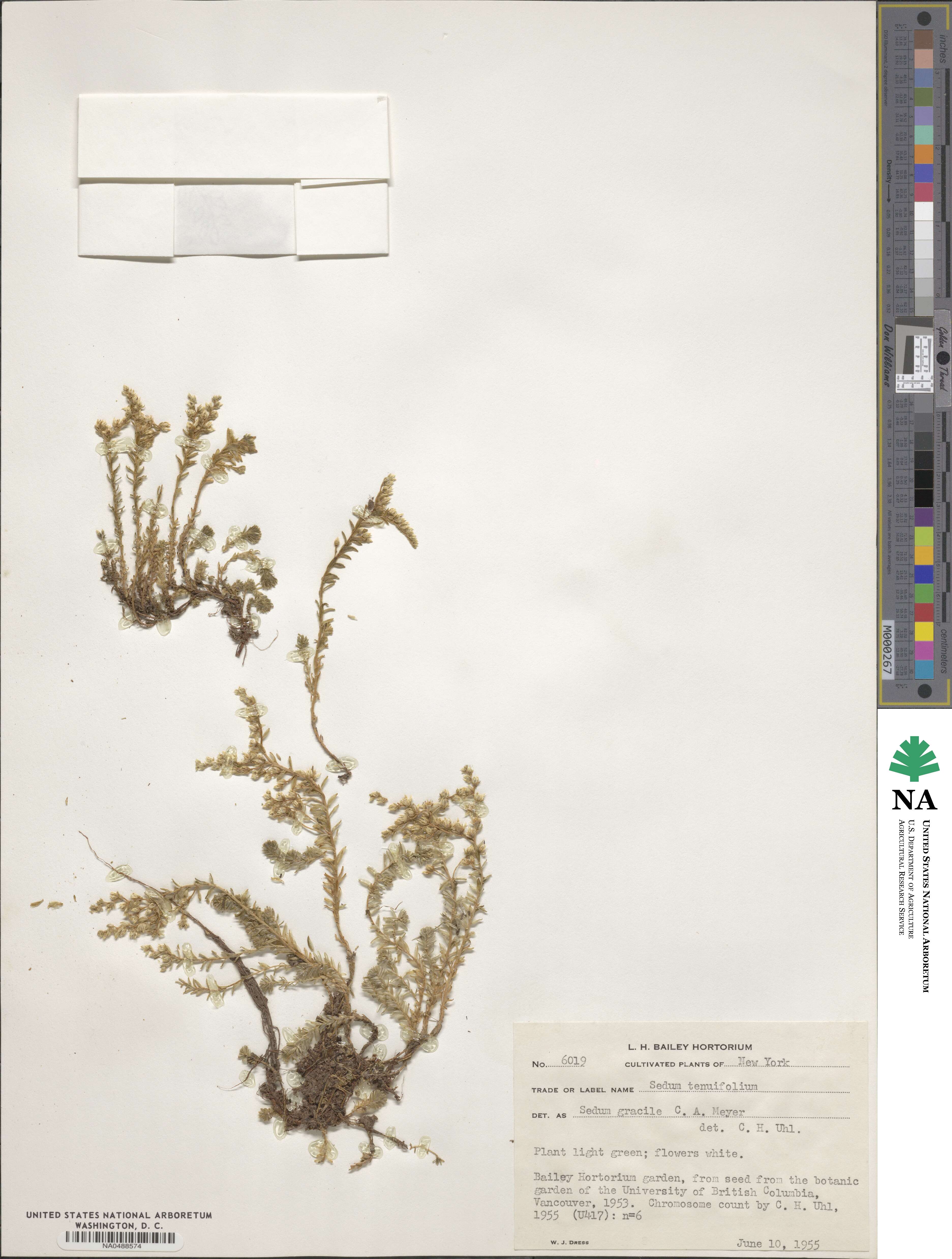 Sedum gracile image