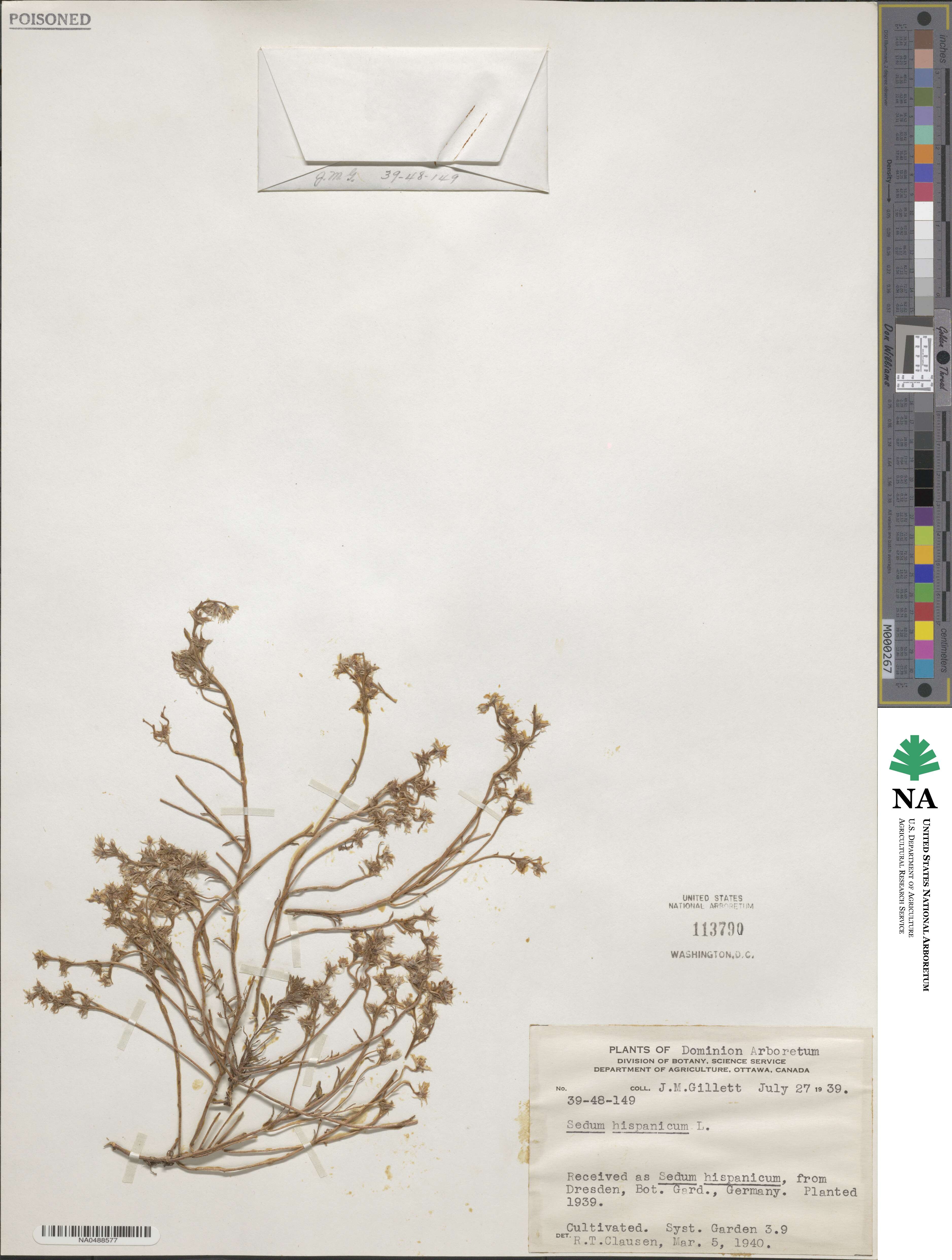 Sedum hispanicum image