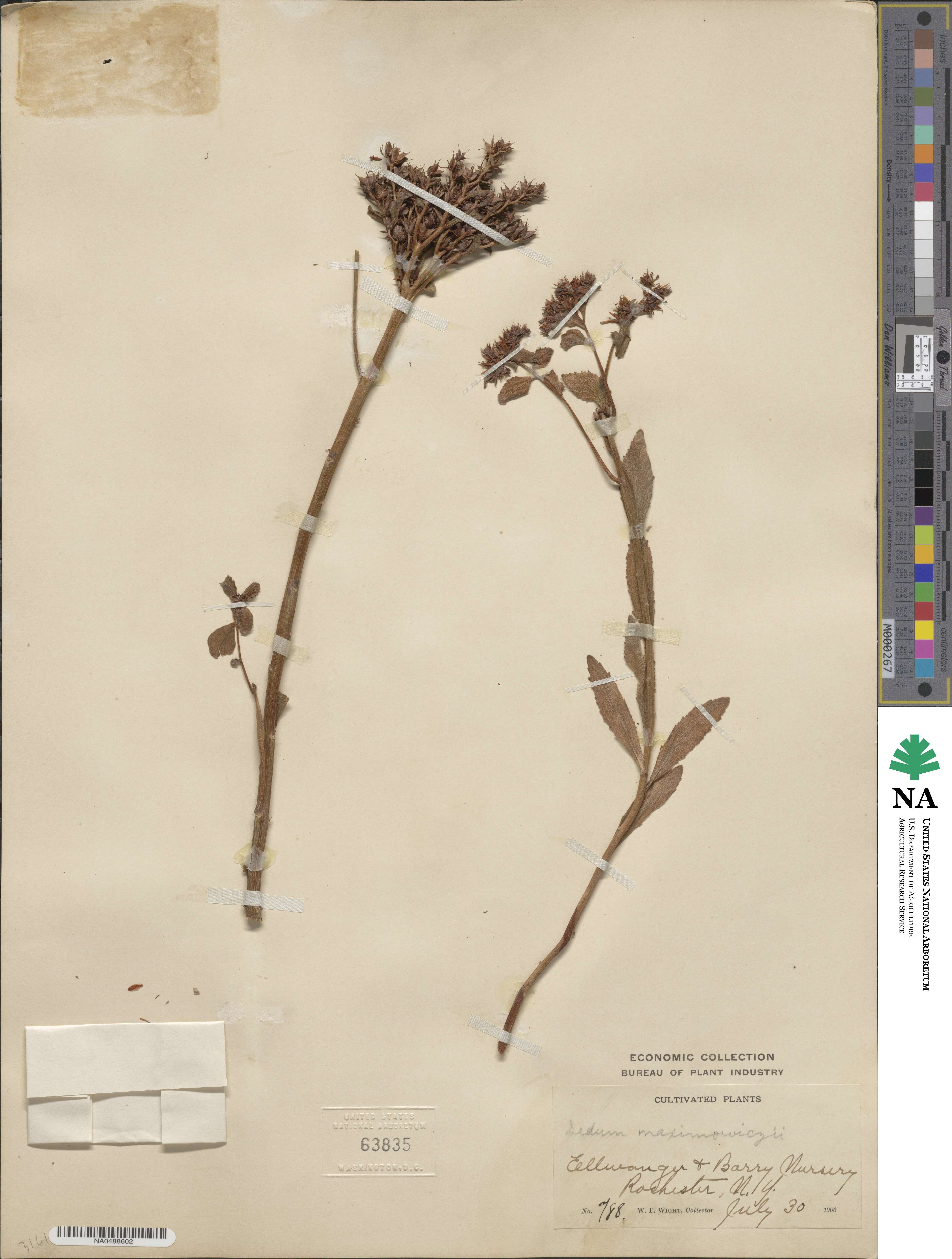 Phedimus aizoon image