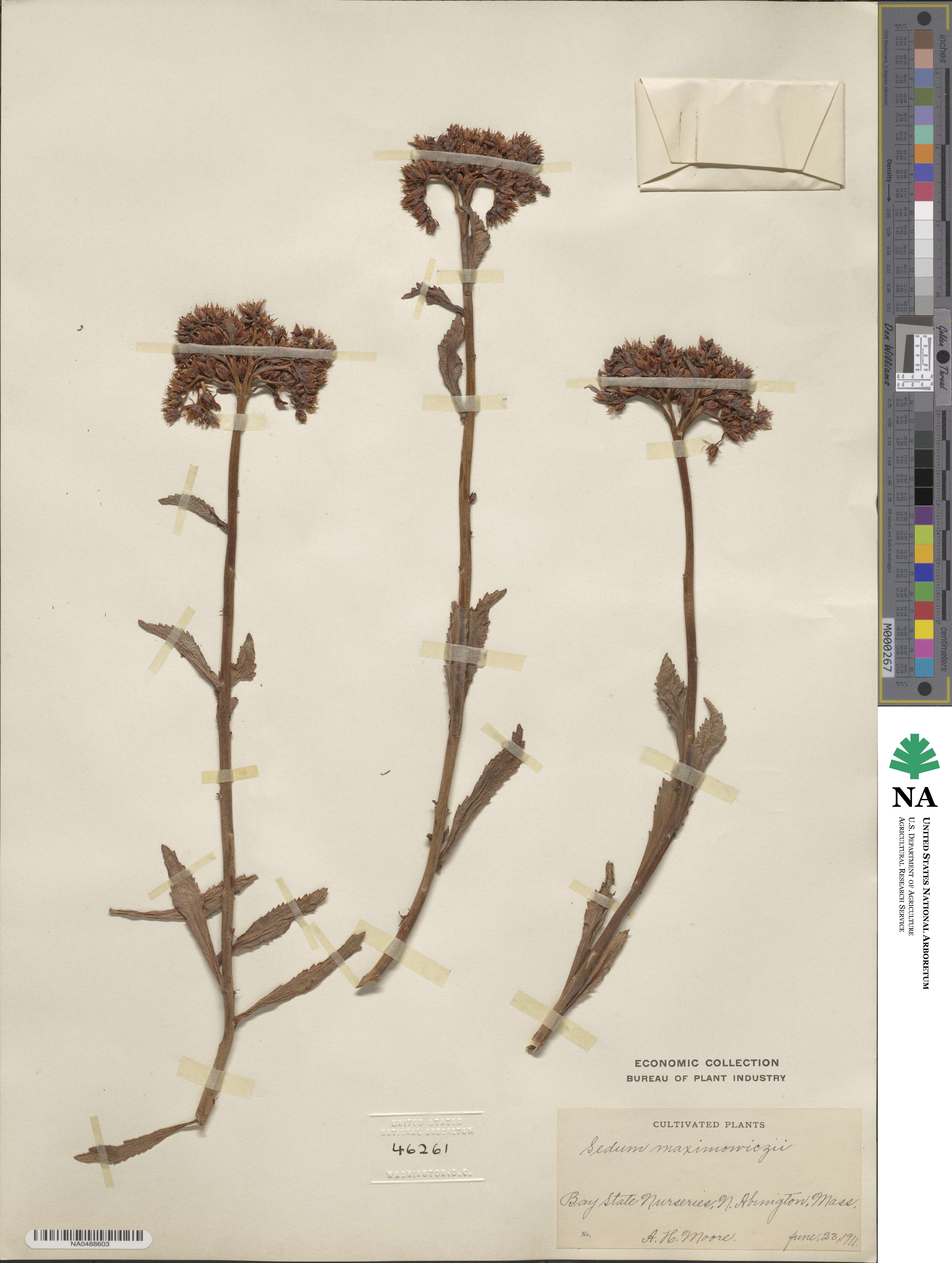 Phedimus aizoon image
