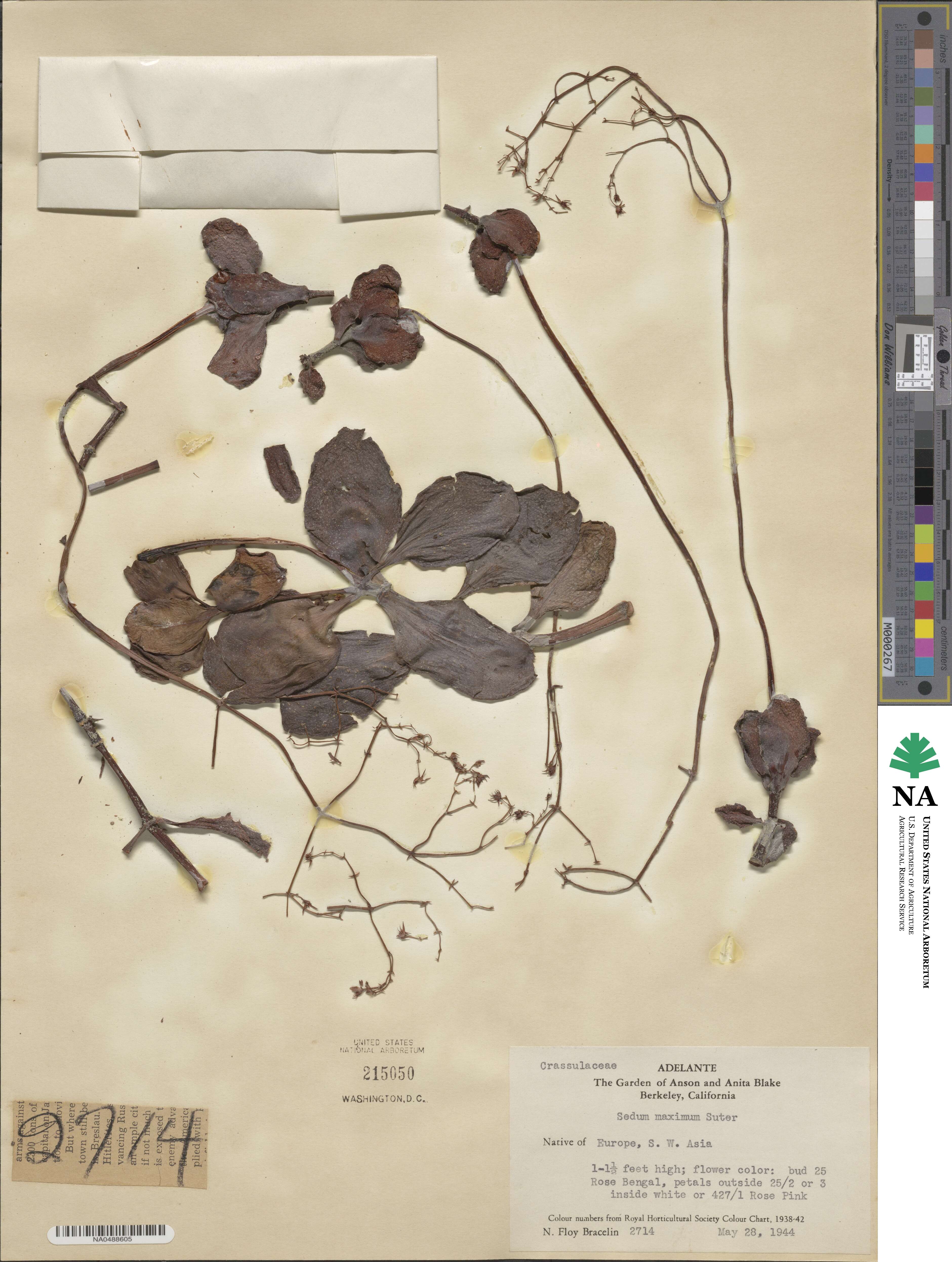 Hylotelephium maximum subsp. maximum image