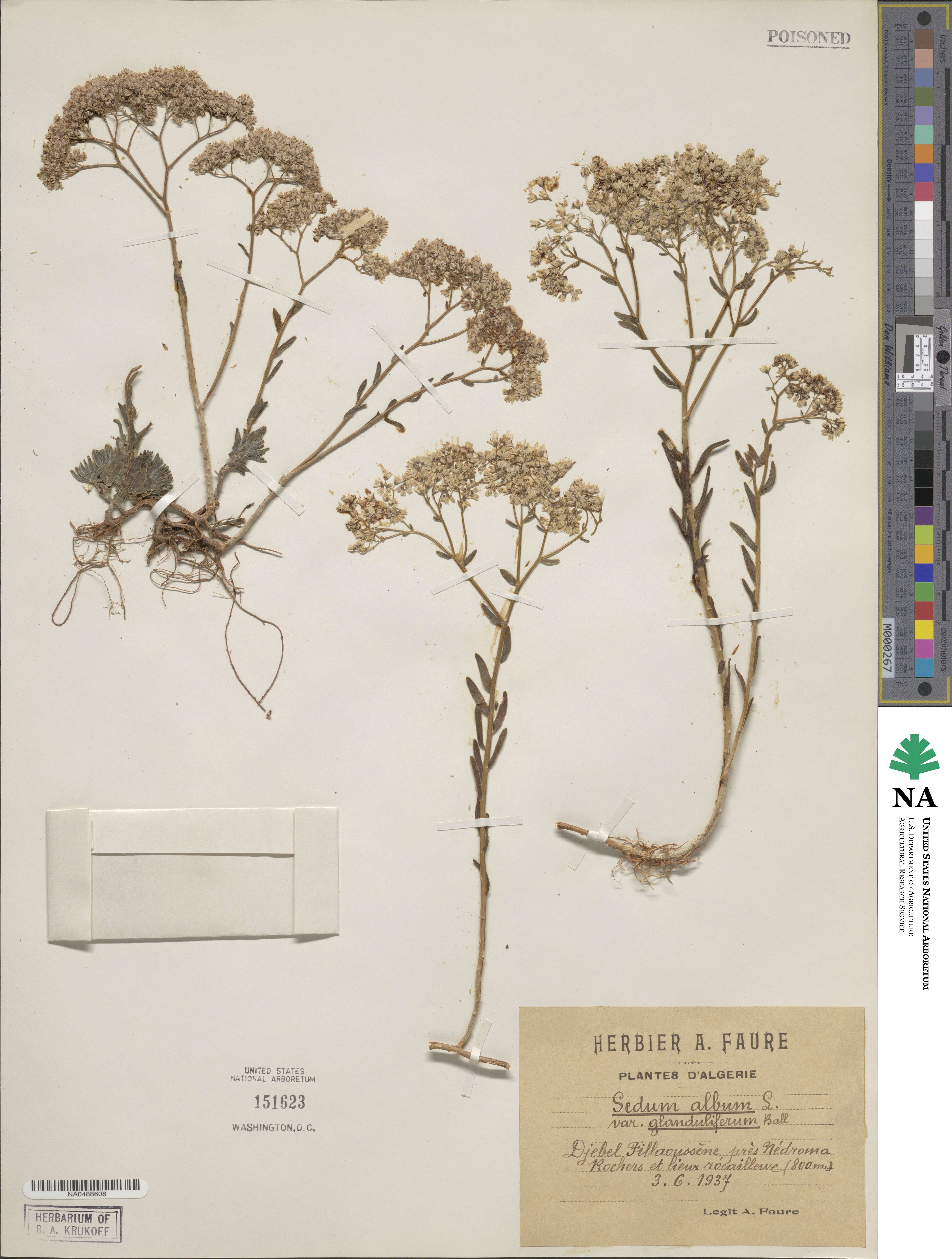 Sedum gypsicola image