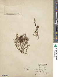 Sedum anglicum image