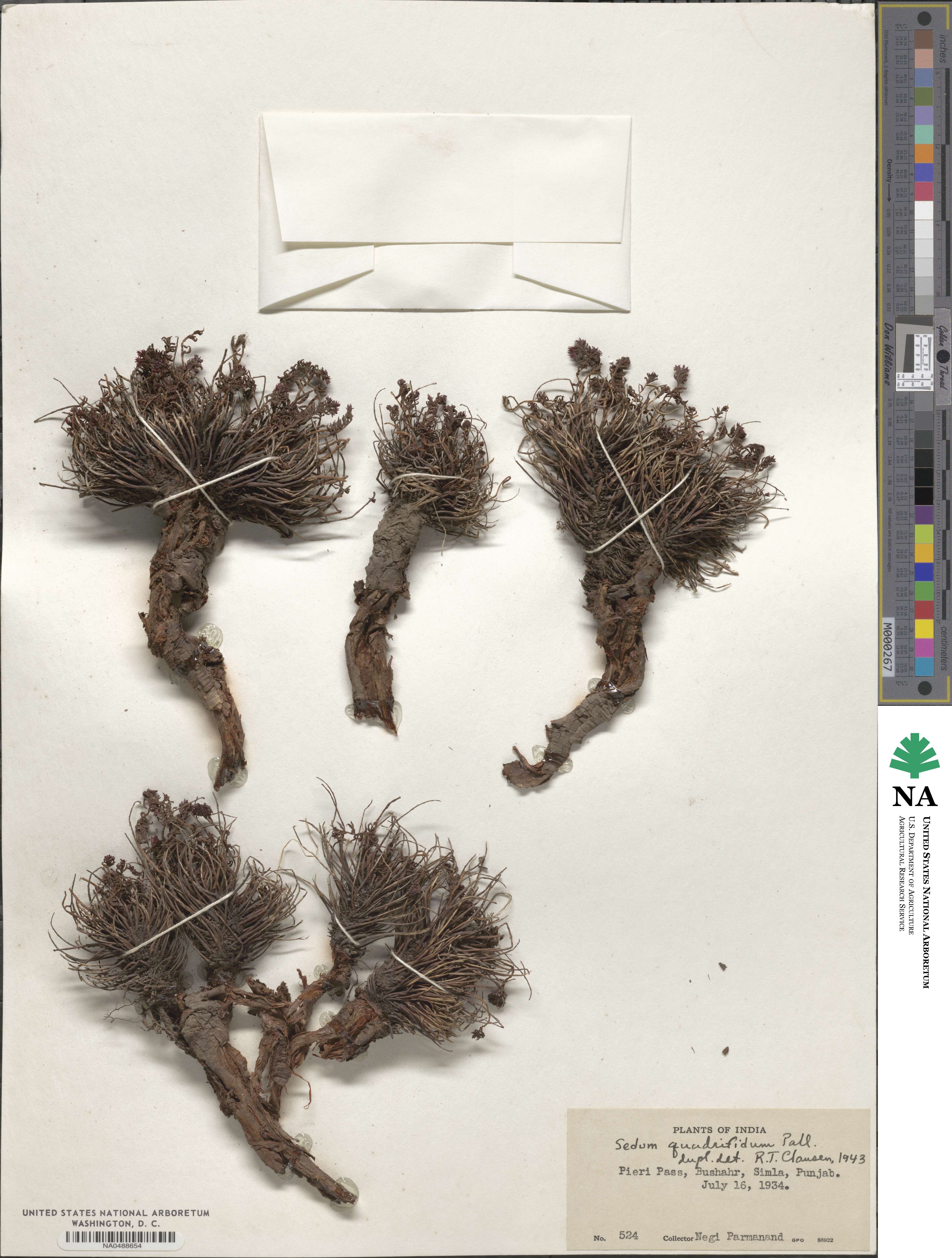 Rhodiola quadrifida image