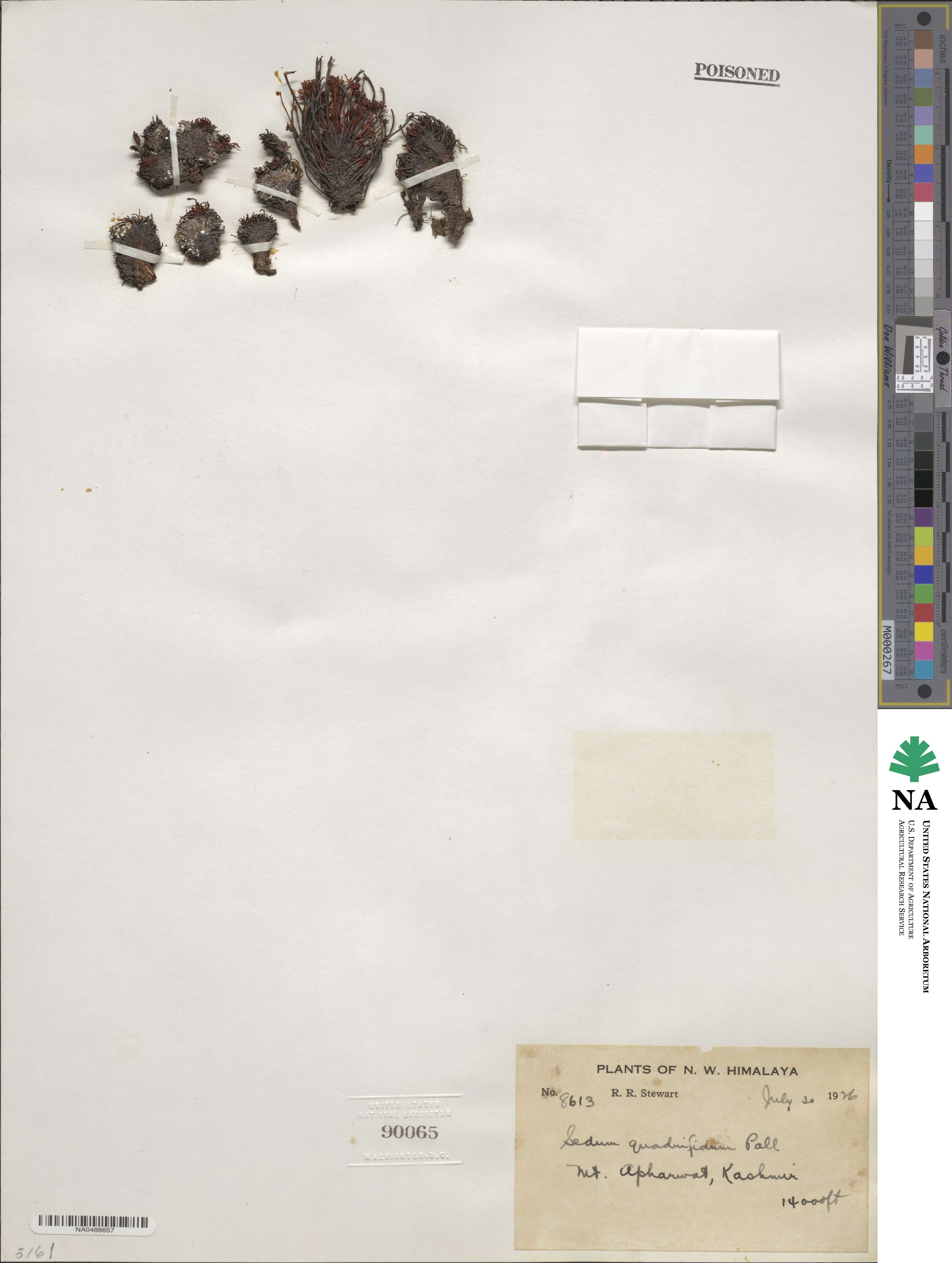 Rhodiola image
