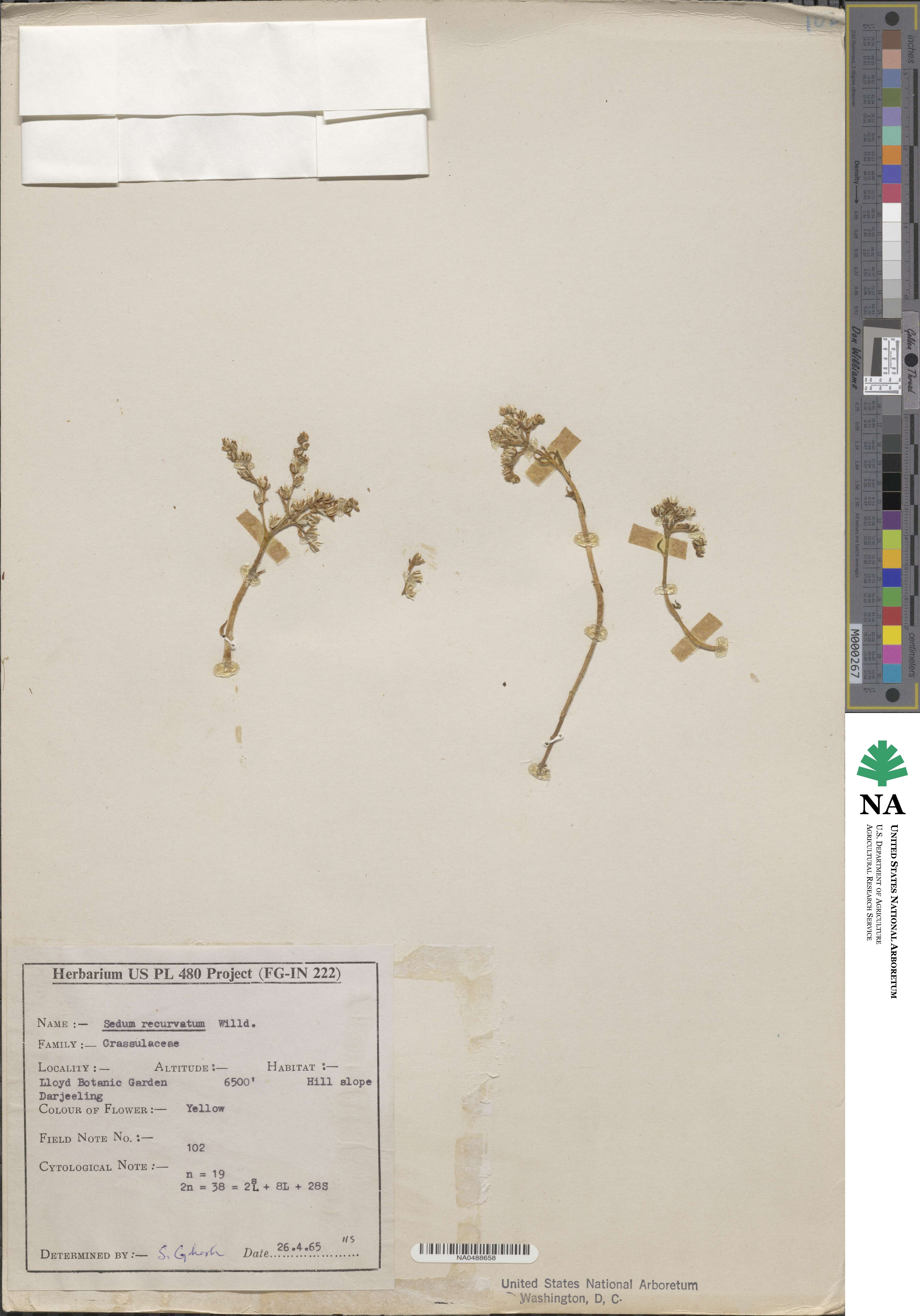 Petrosedum rupestre subsp. rupestre image