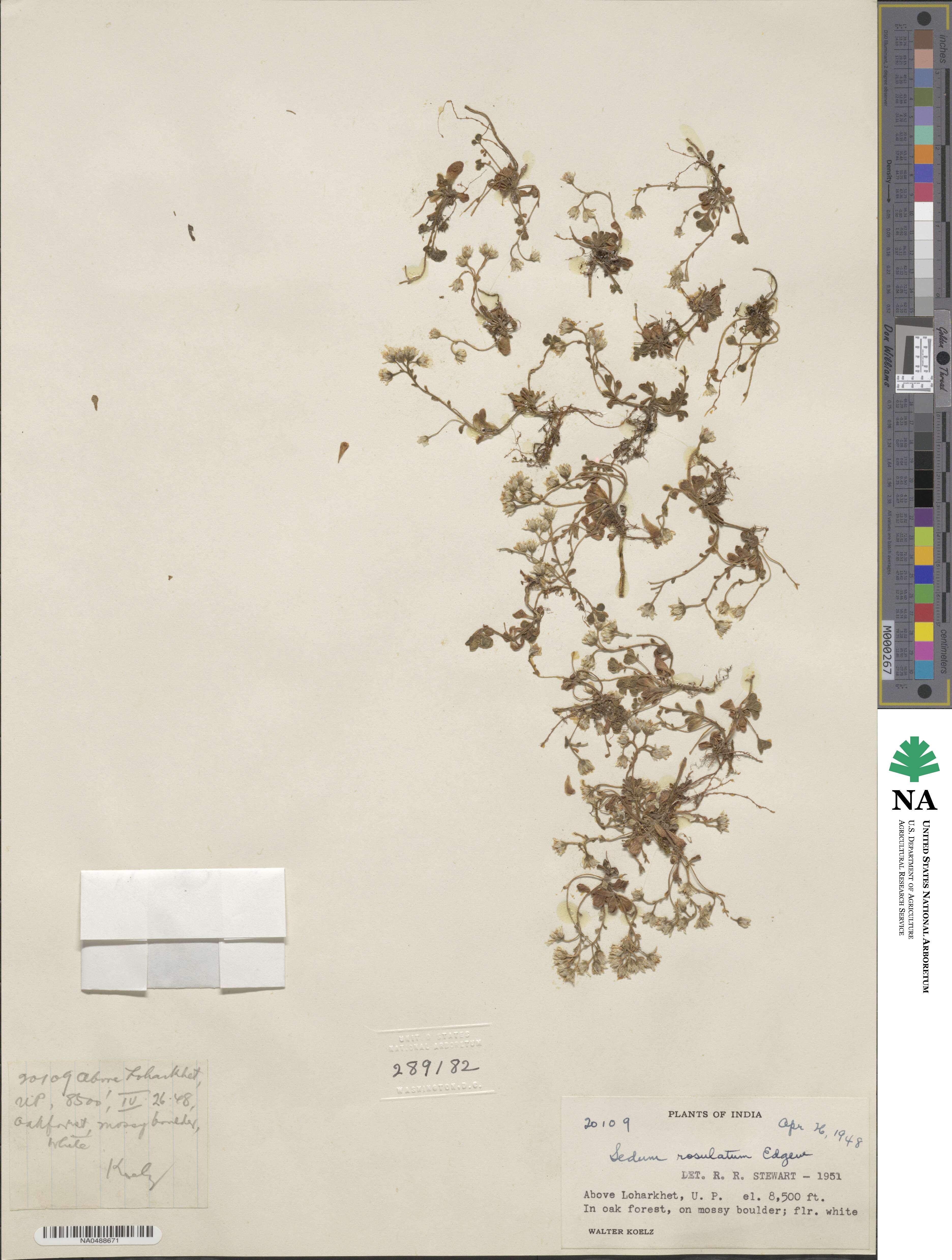 Rosularia rosulata image