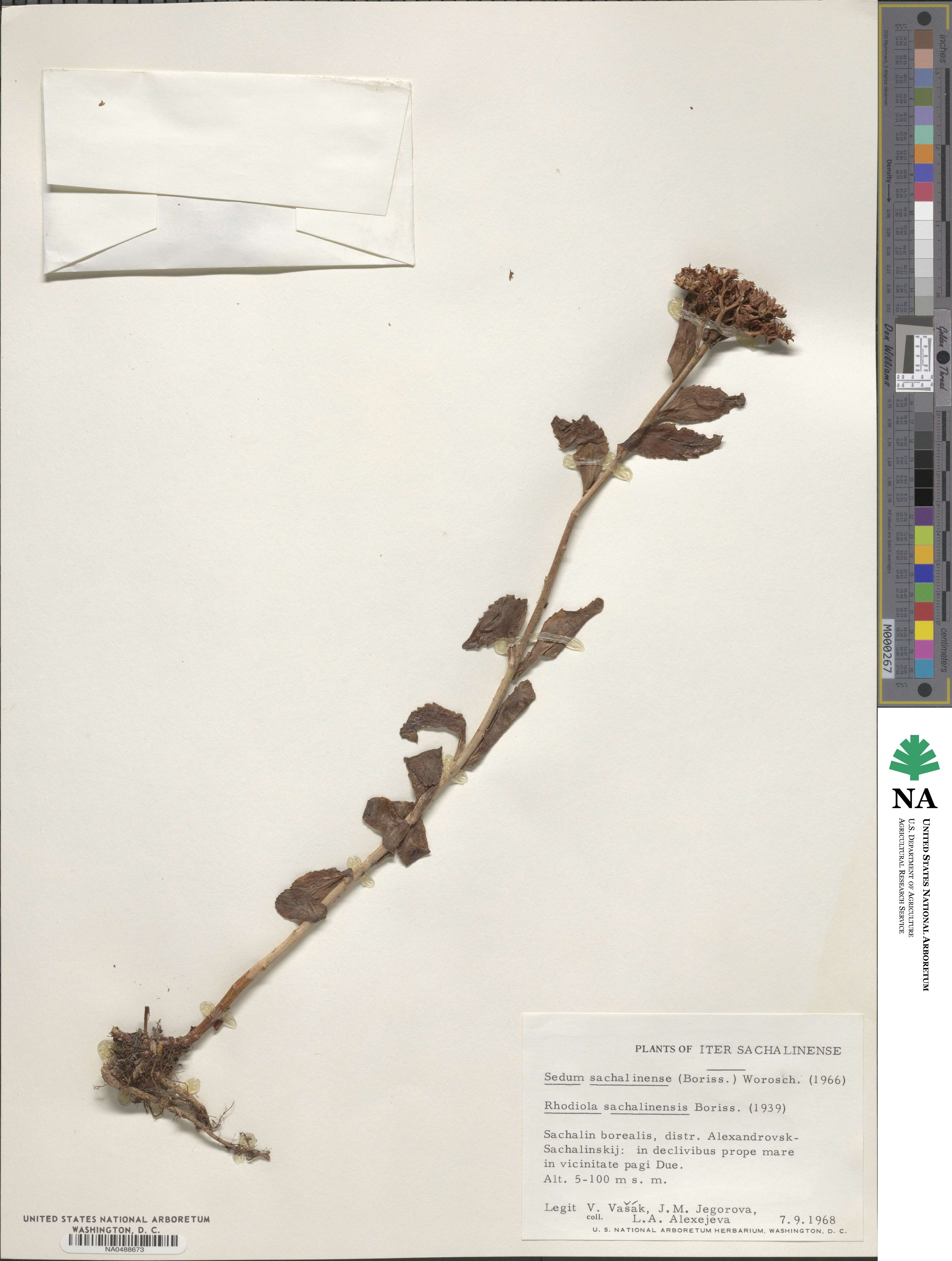 Rhodiola rosea image
