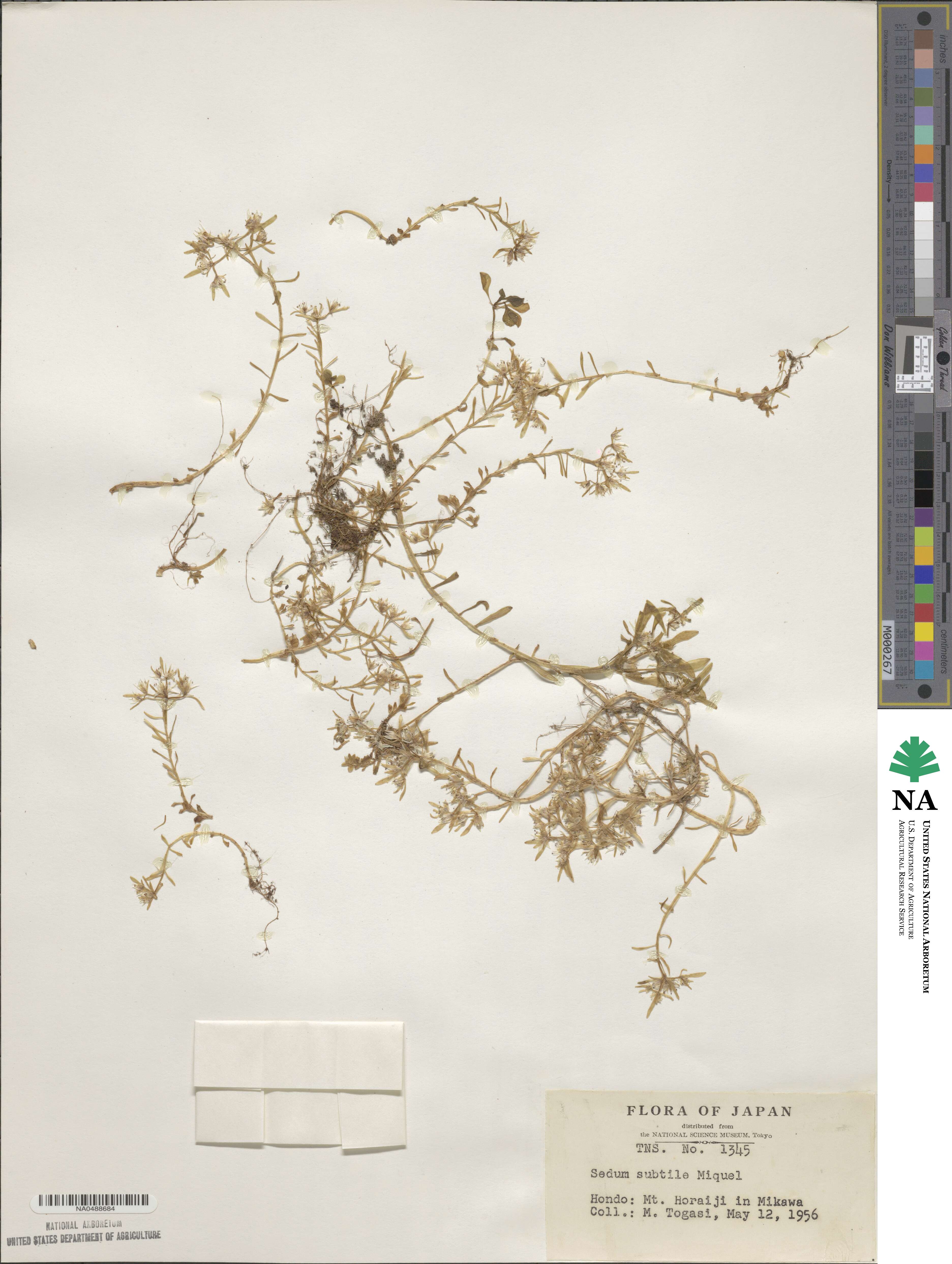 Sedum subtile image