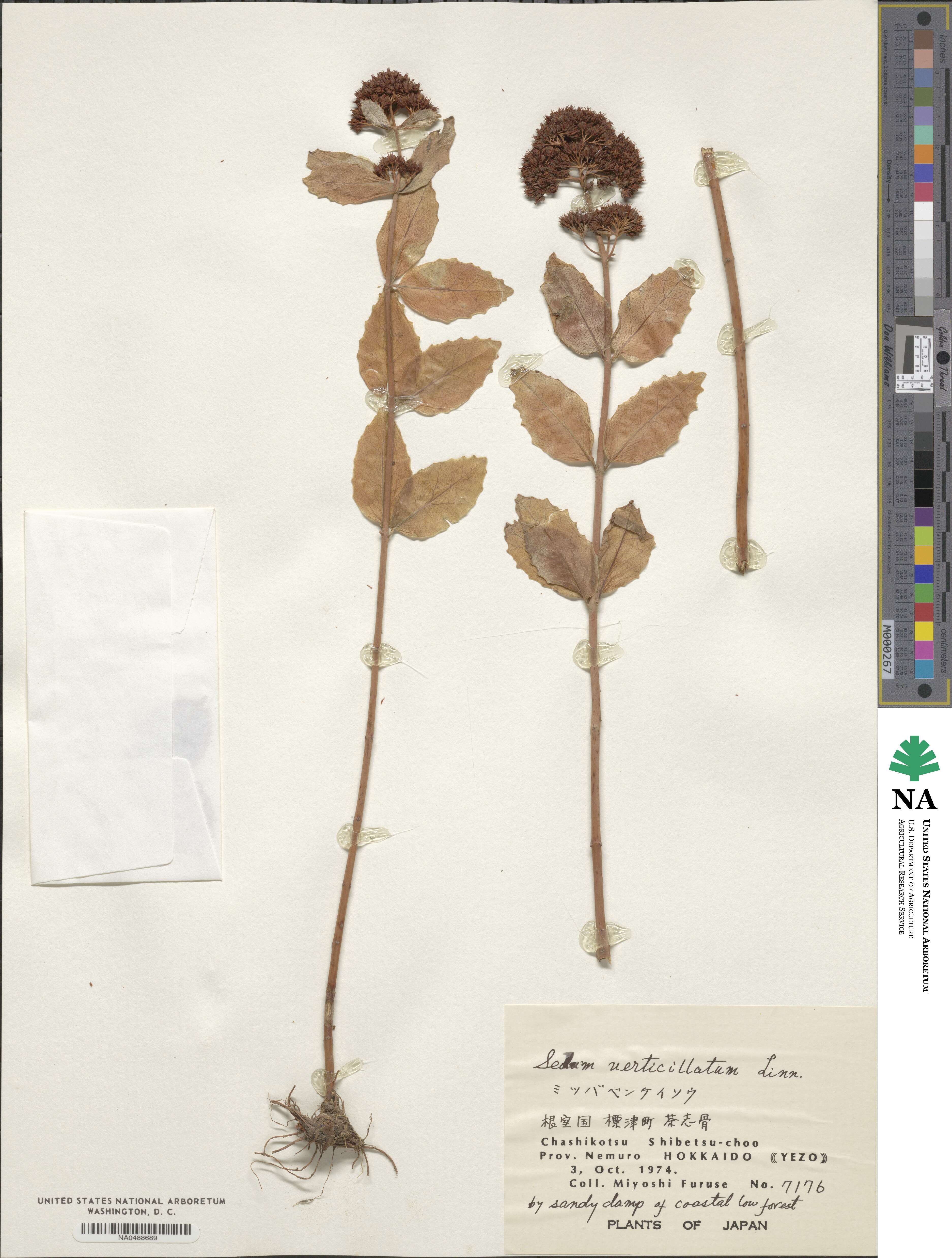 Sedum triactina subsp. triactina image