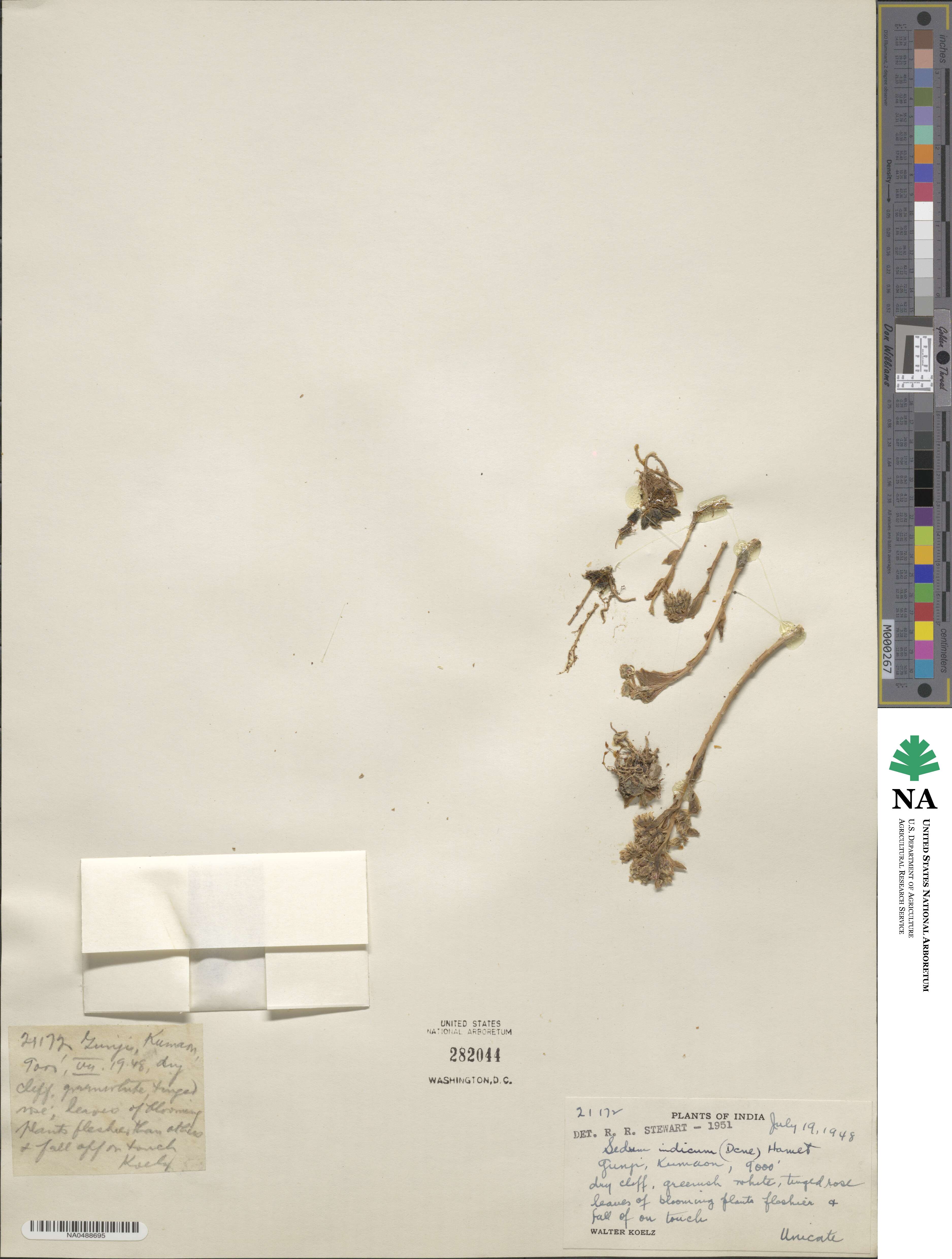 Sinocrassula indica image