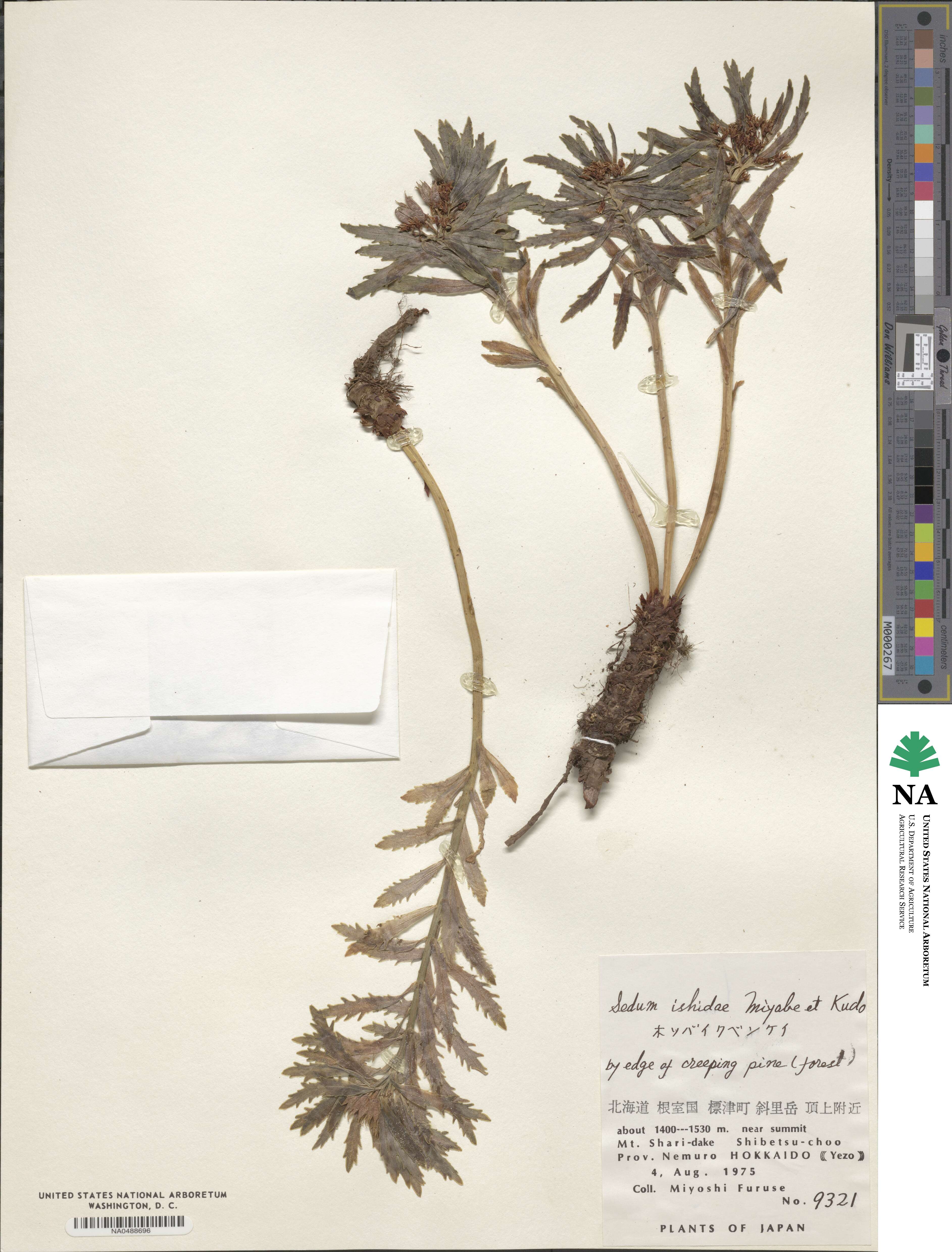 Rhodiola ishidae image
