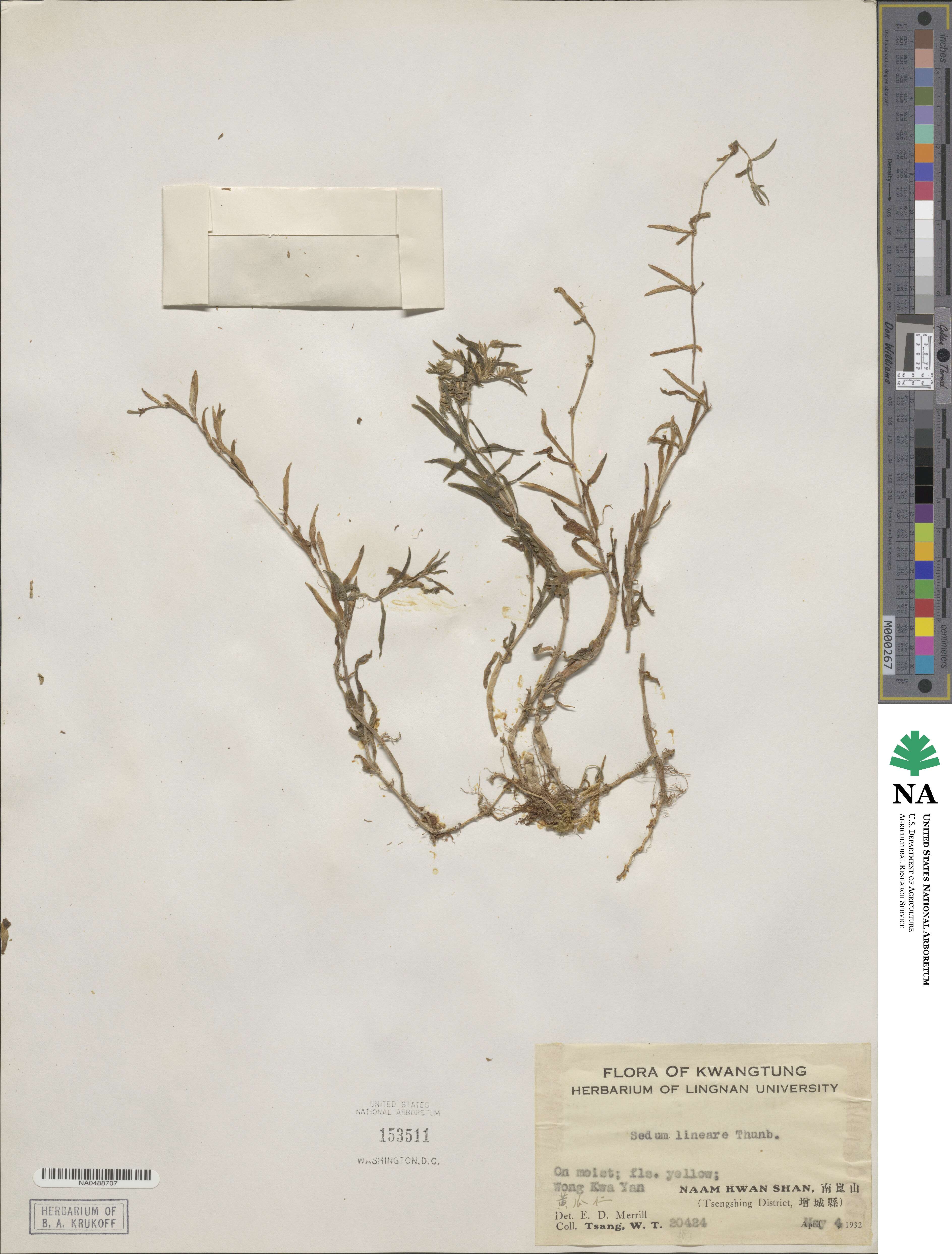 Sedum lineare image