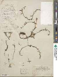 Sedum lineare image